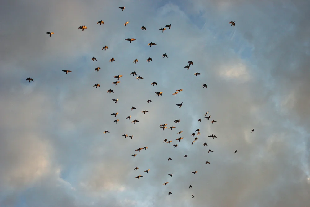 Pigeons.jpg