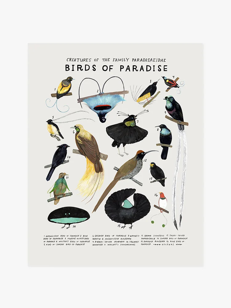 Birds of Paradise print