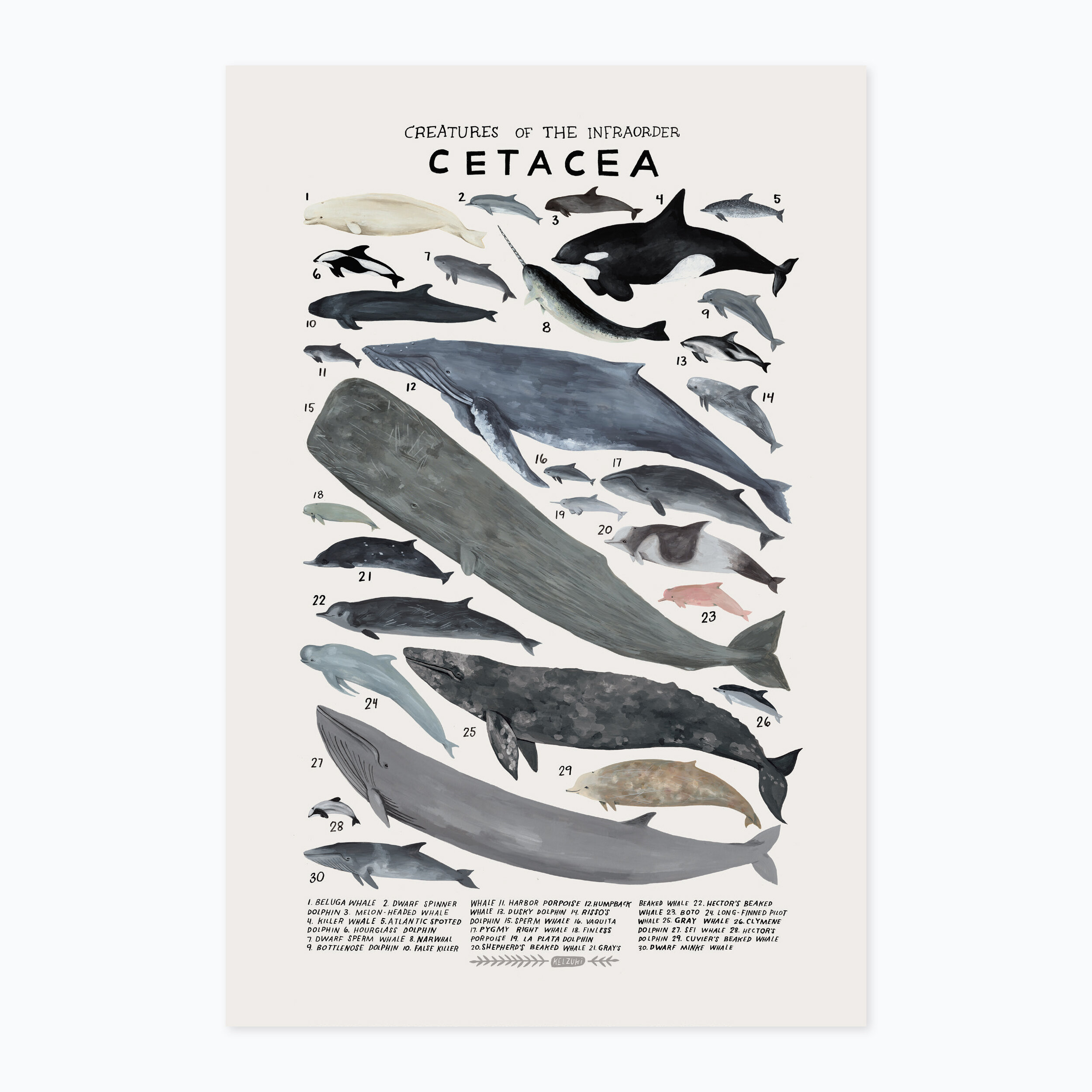 Cetacea print