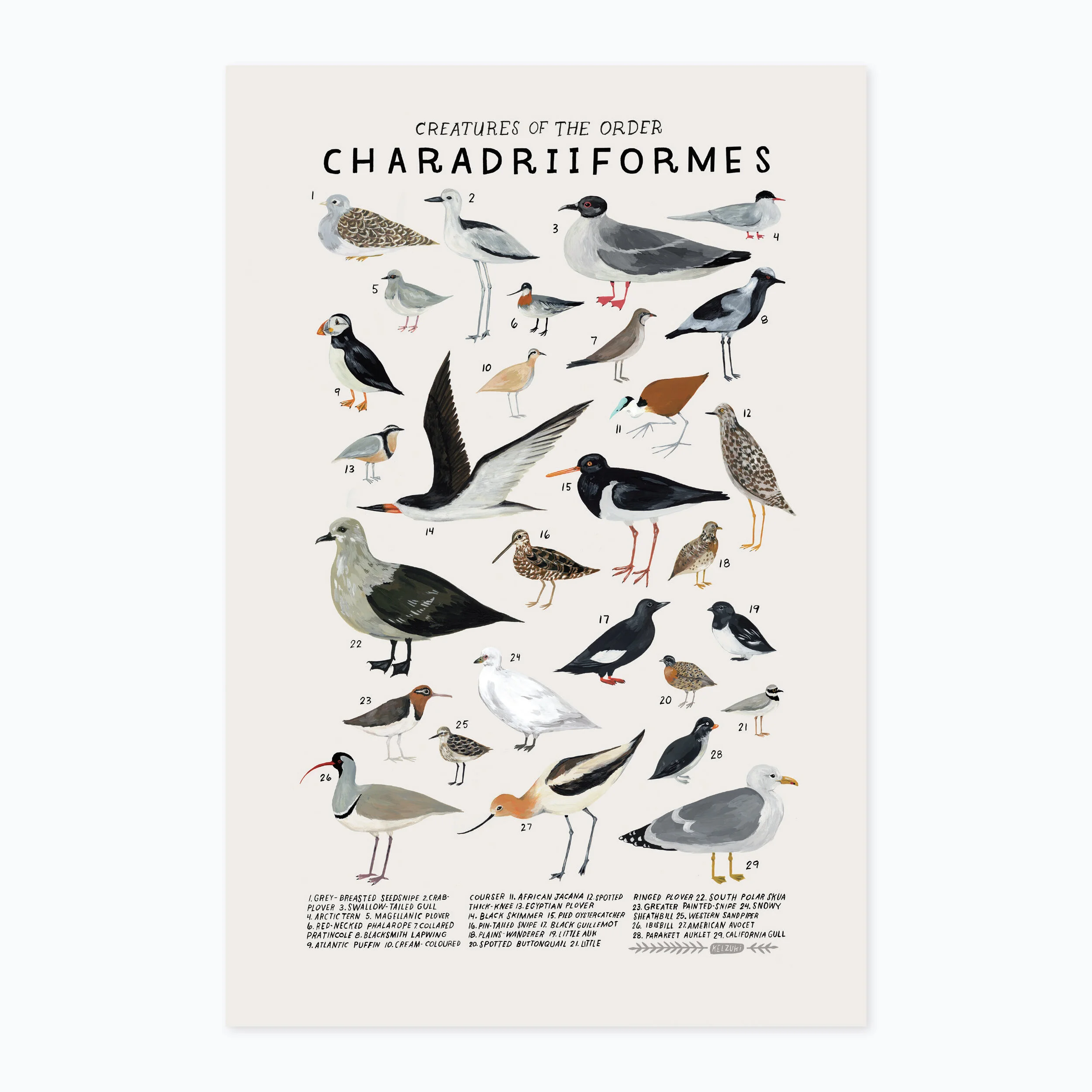 Charadriiformes print