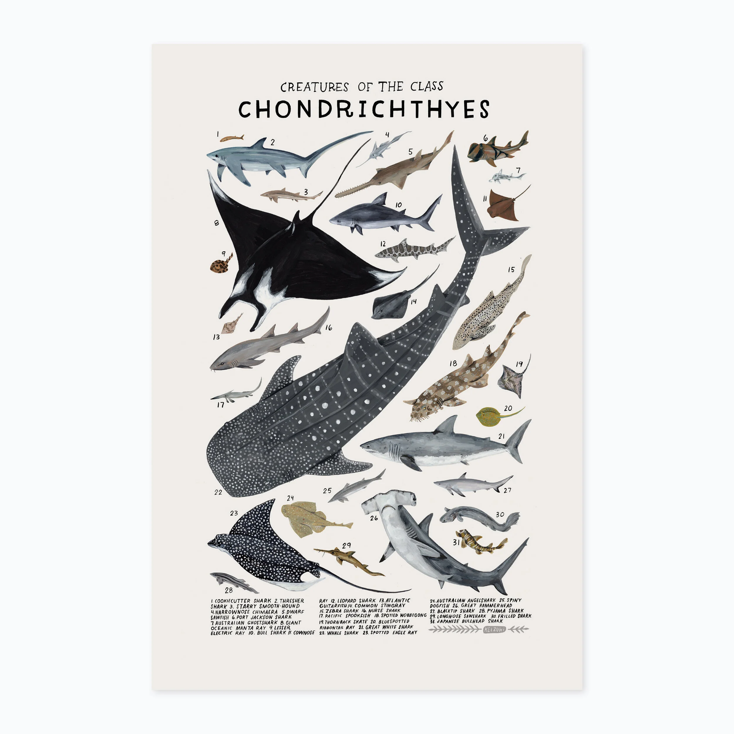 Chondrichthyes print