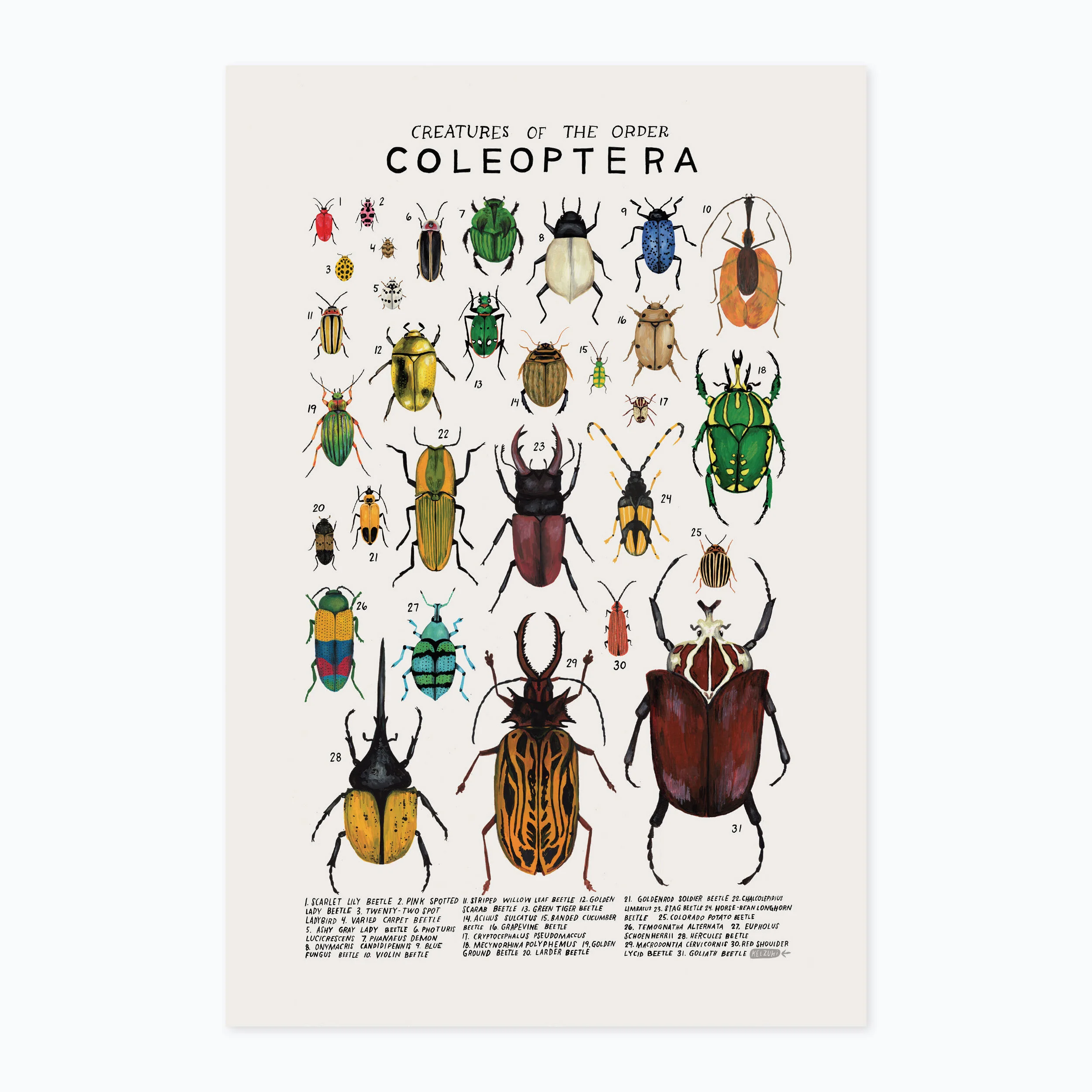 Coleoptera print
