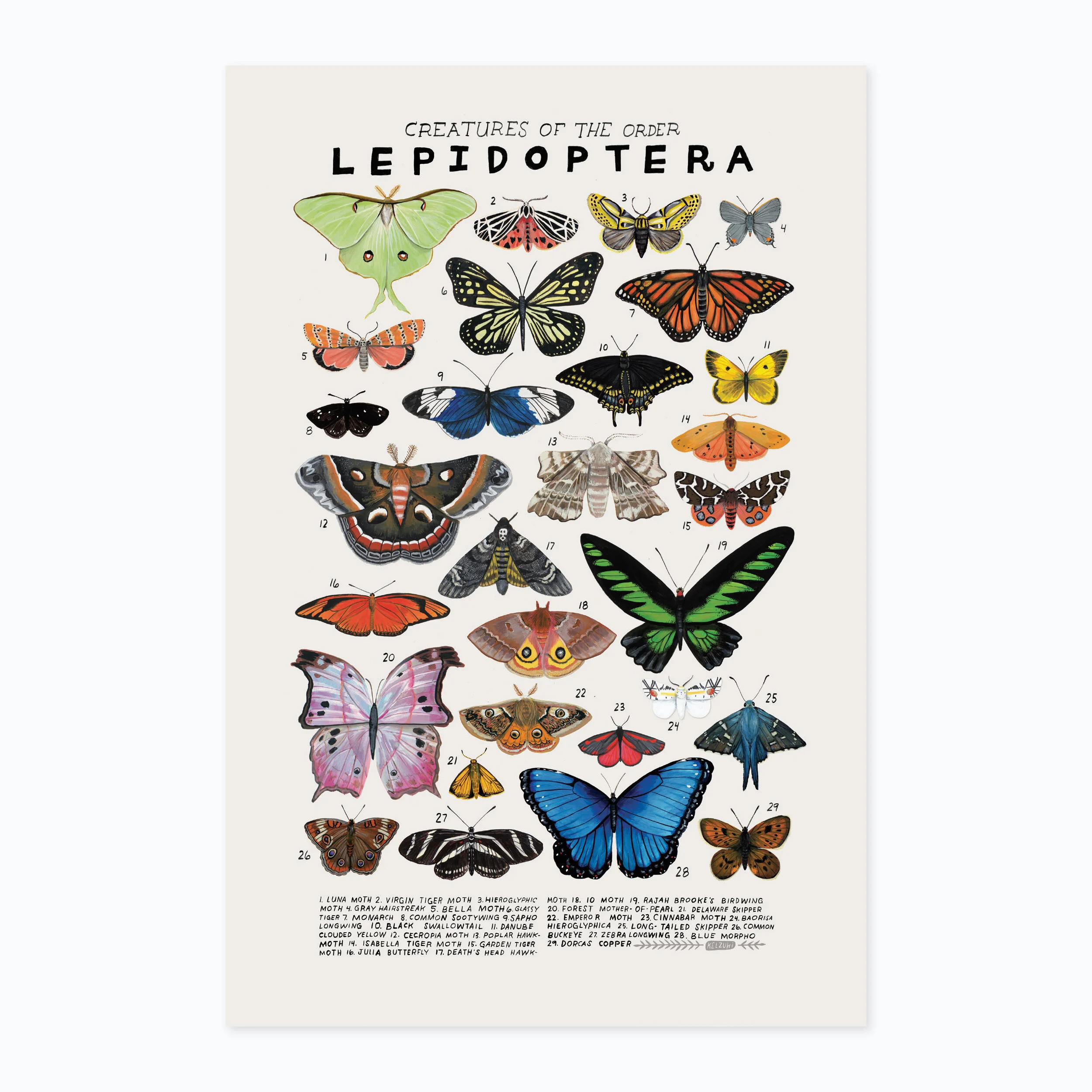 Lepidoptera print