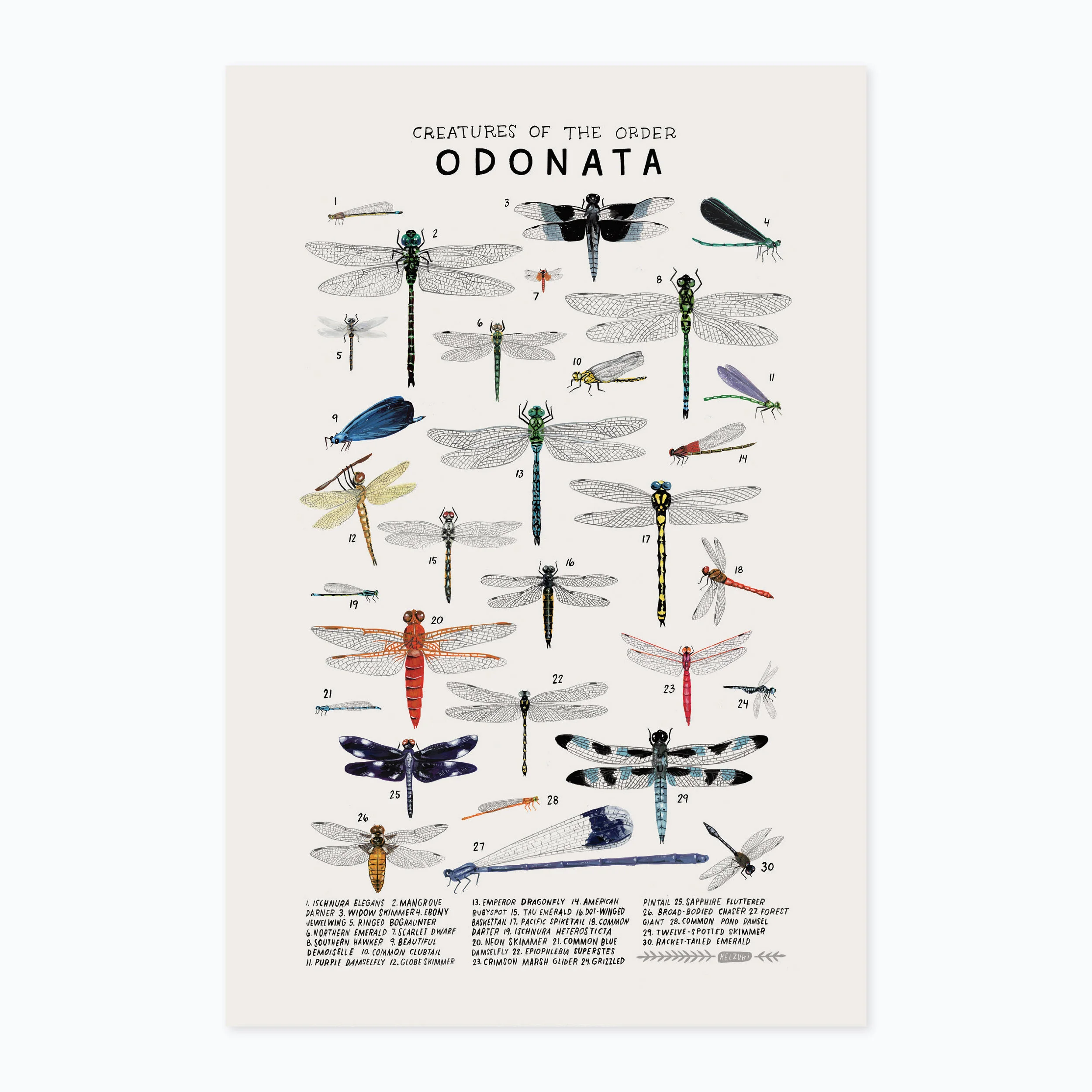 Odonata print