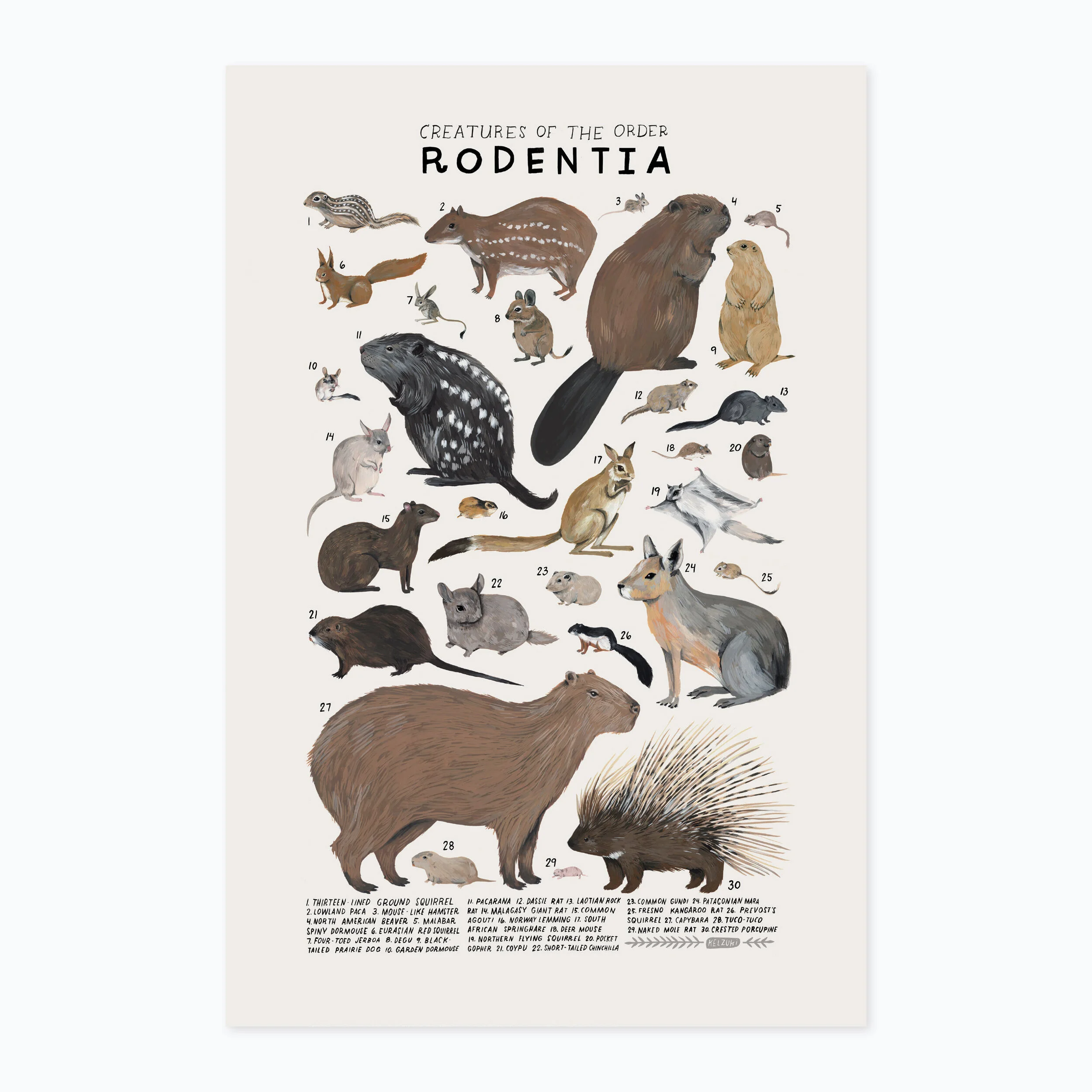 Rodentia print