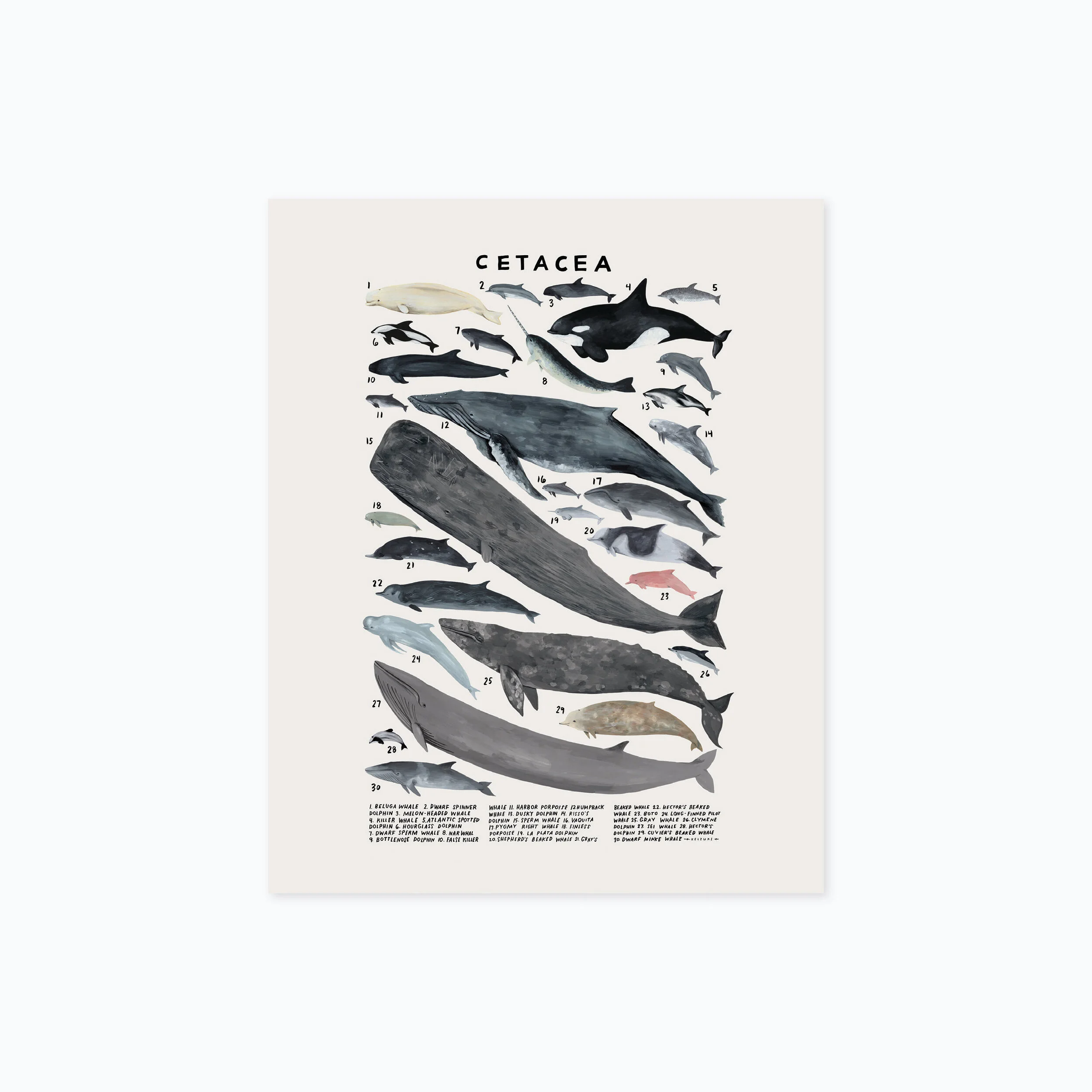 cetacea 810 product photo.jpg