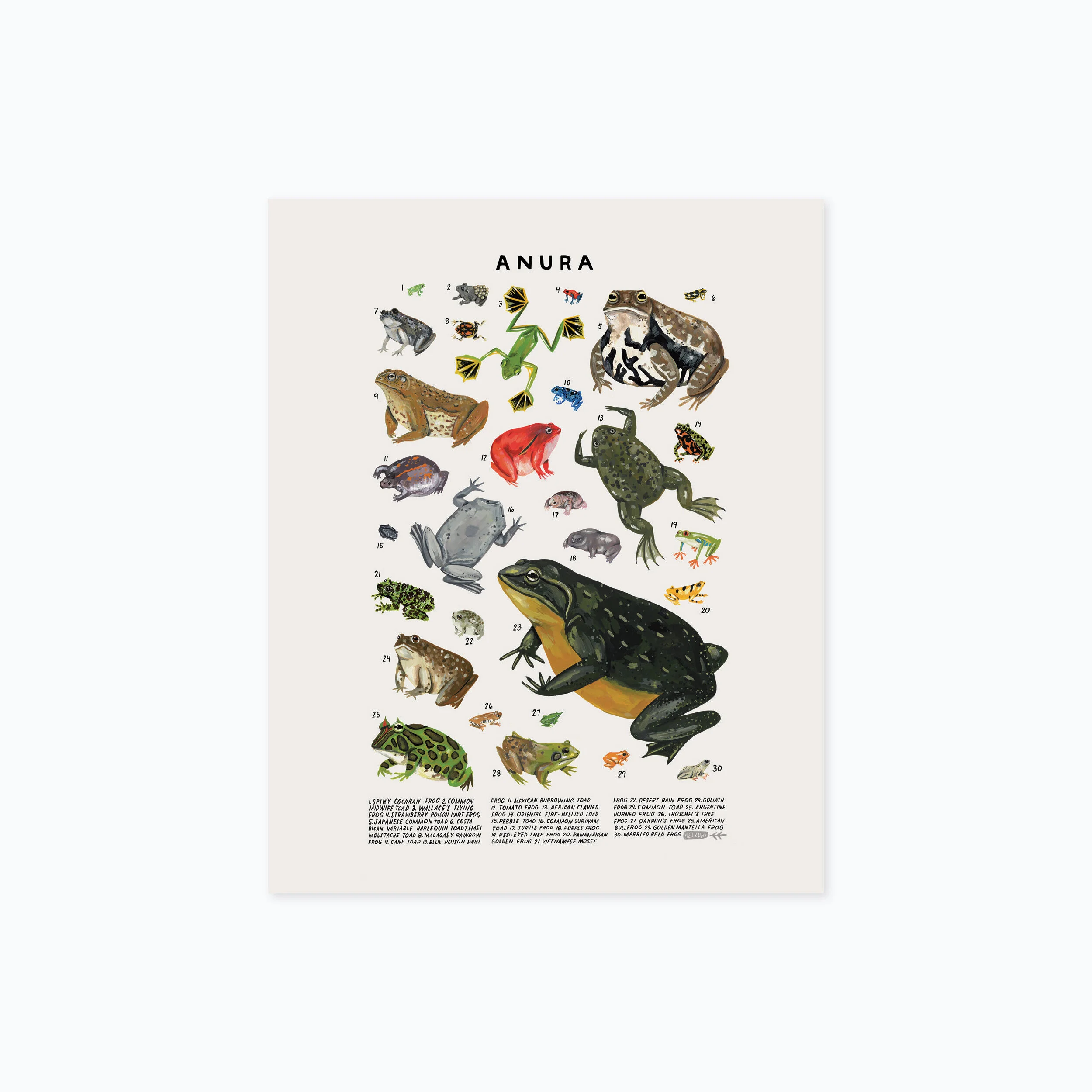 anura 810 product photo.jpg