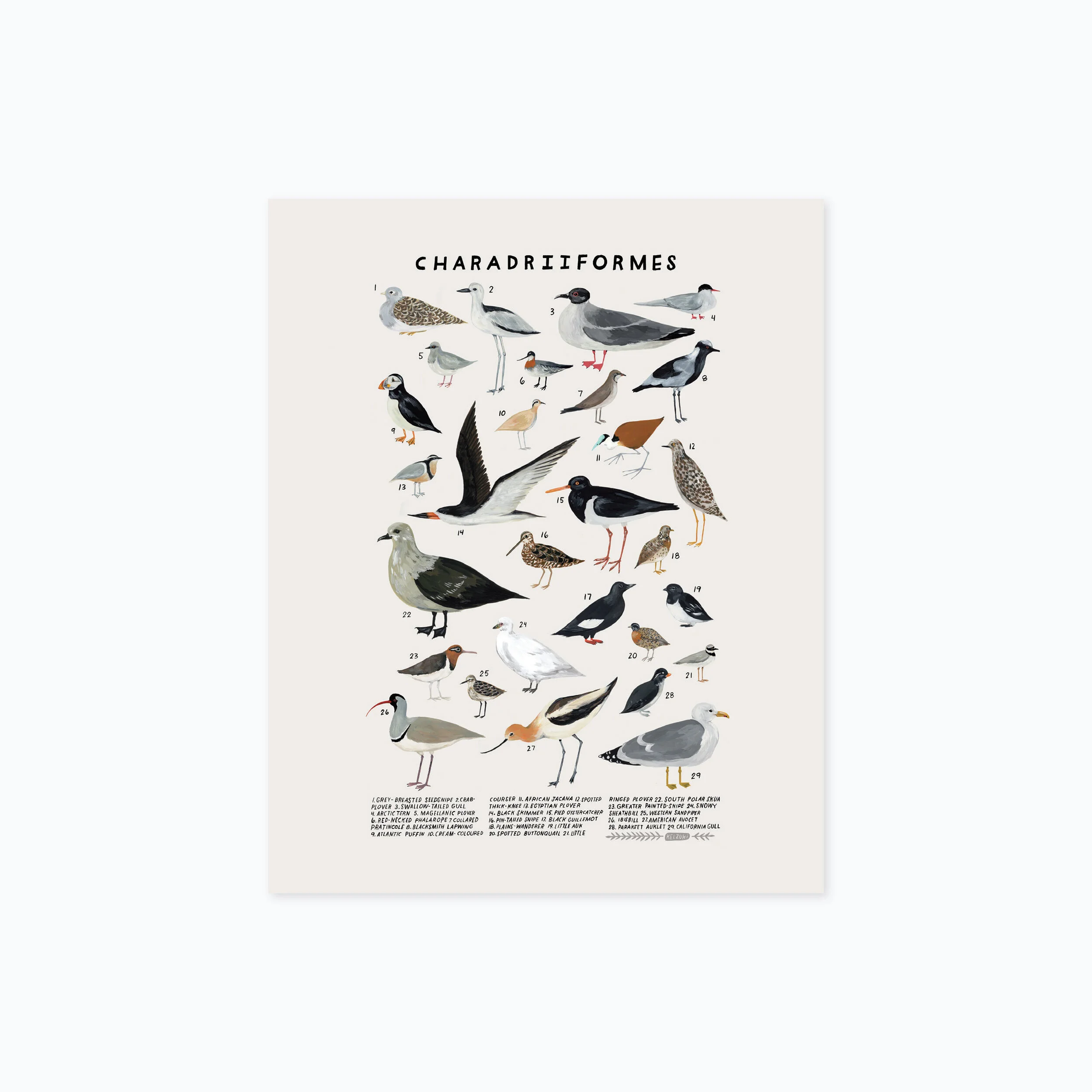 charadriiformes 810 product photo.jpg