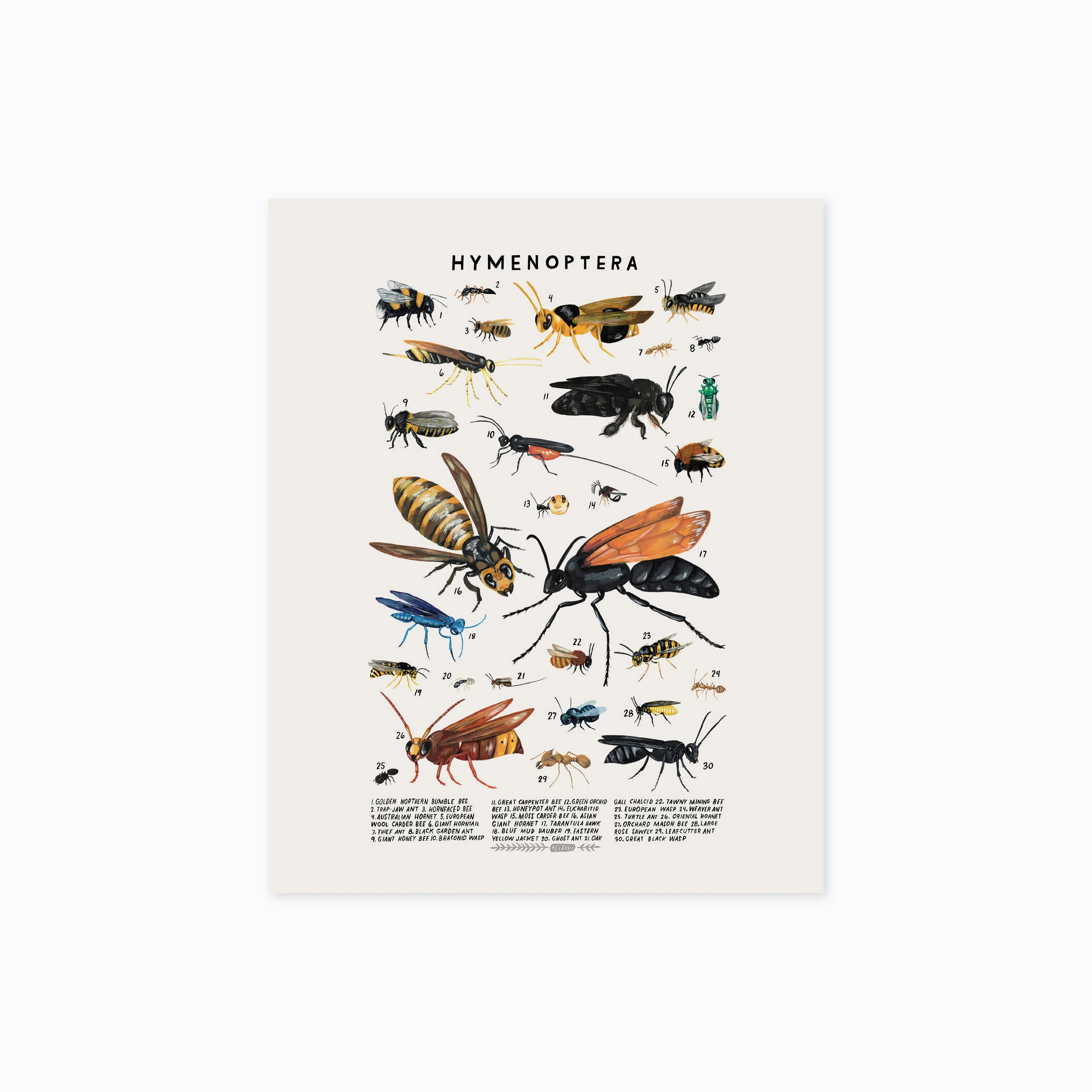 hymenoptera 810 product photo.jpg