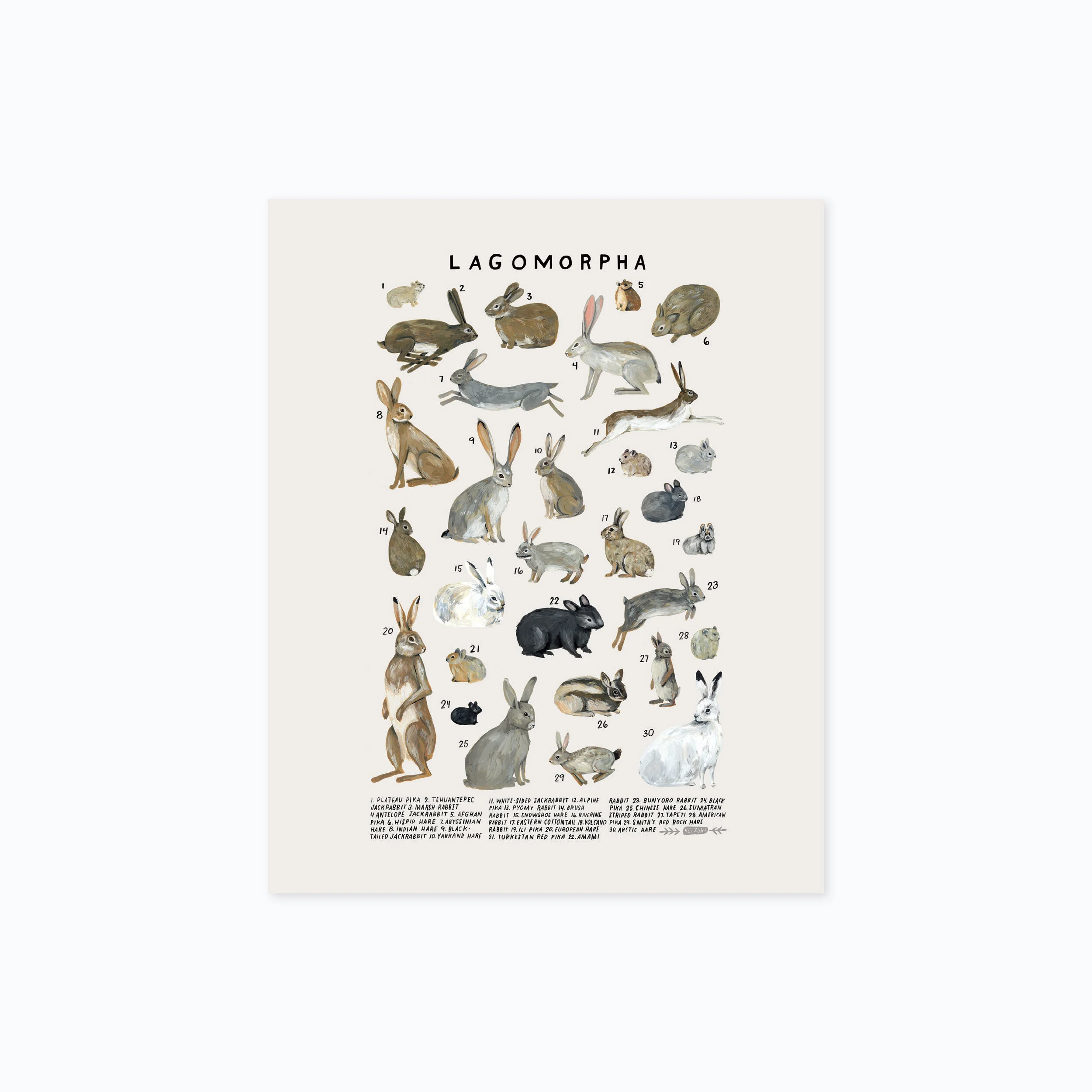 lagomorpha 810 product photo.jpg