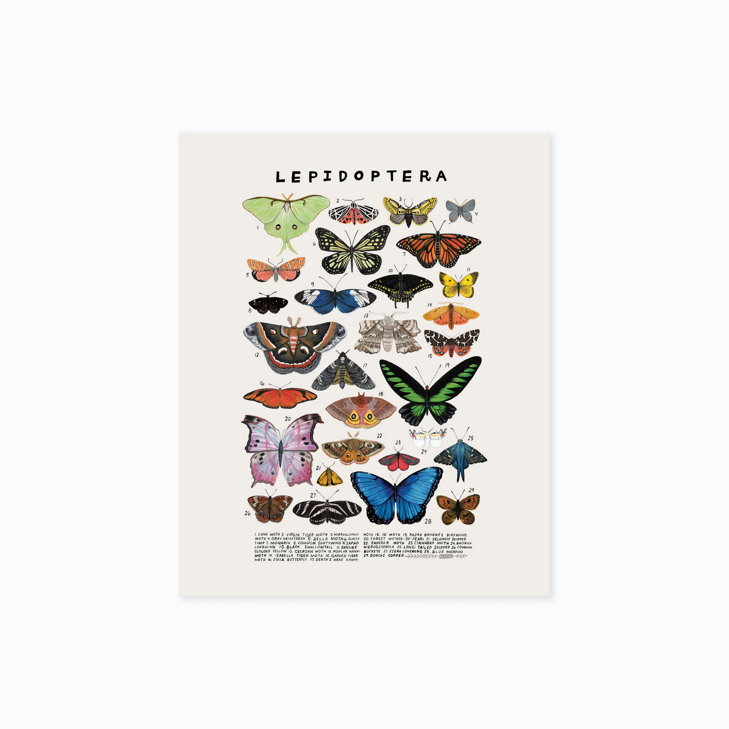 lepidoptera 810 product photo.jpg