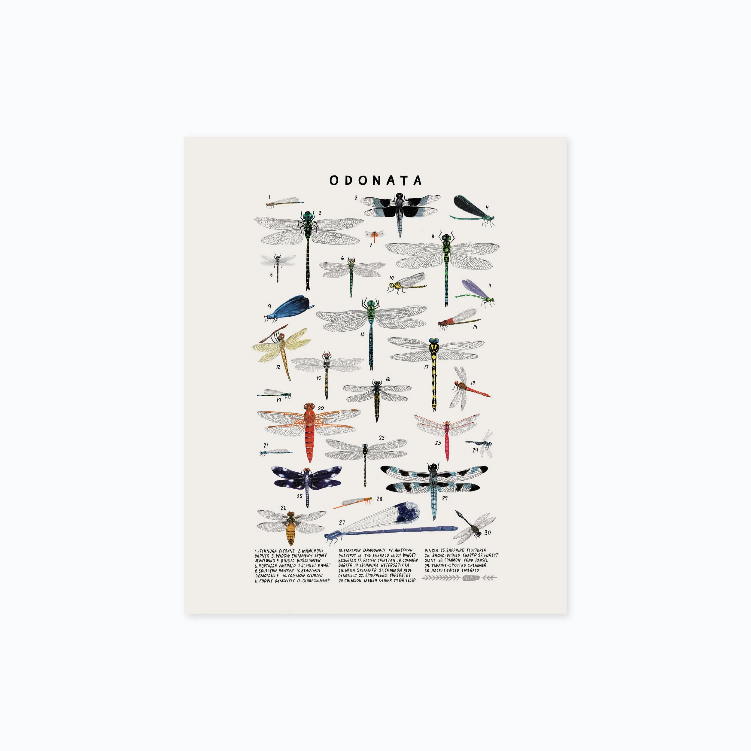 odonata 810 product photo.jpg