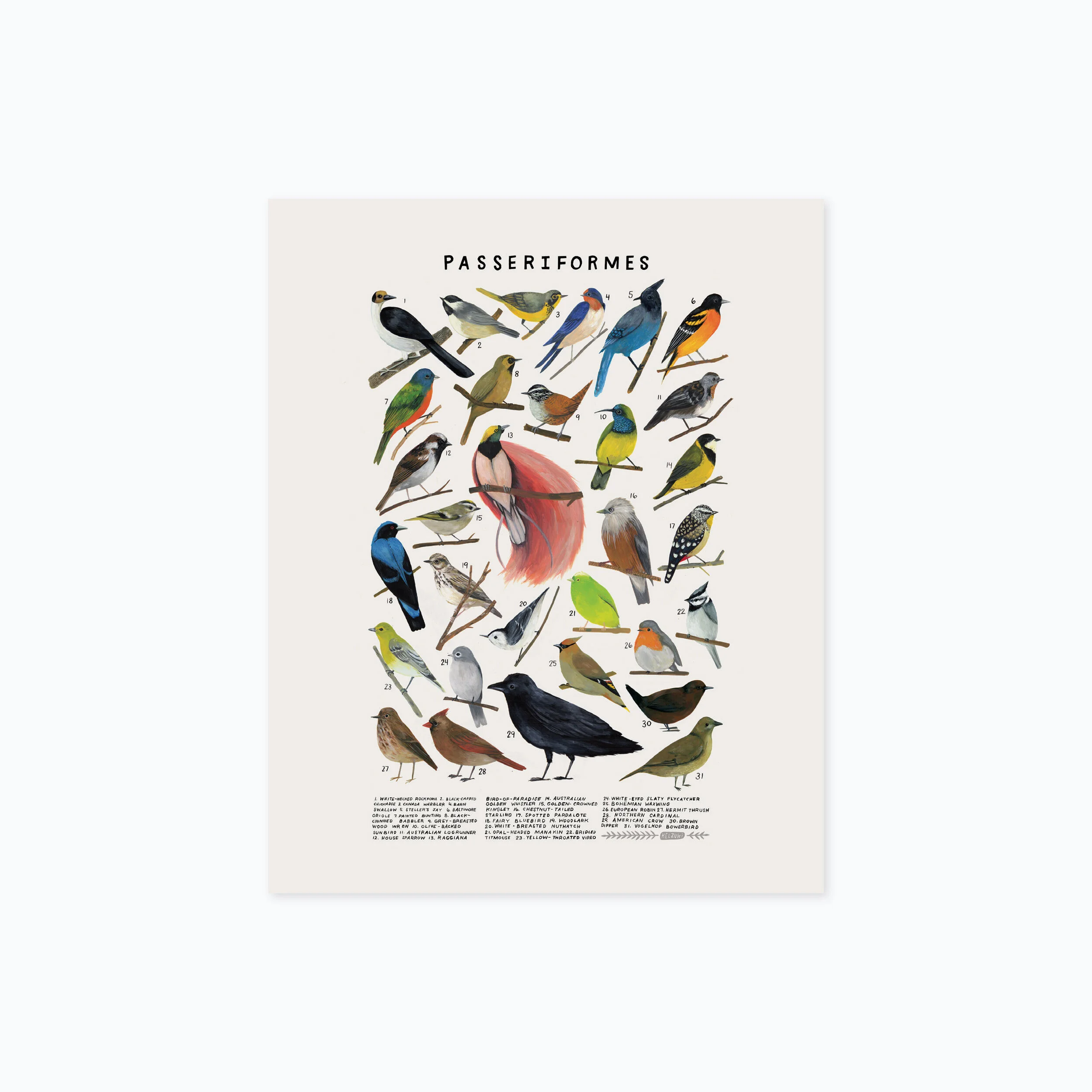 passeriformes 810 product photo.jpg