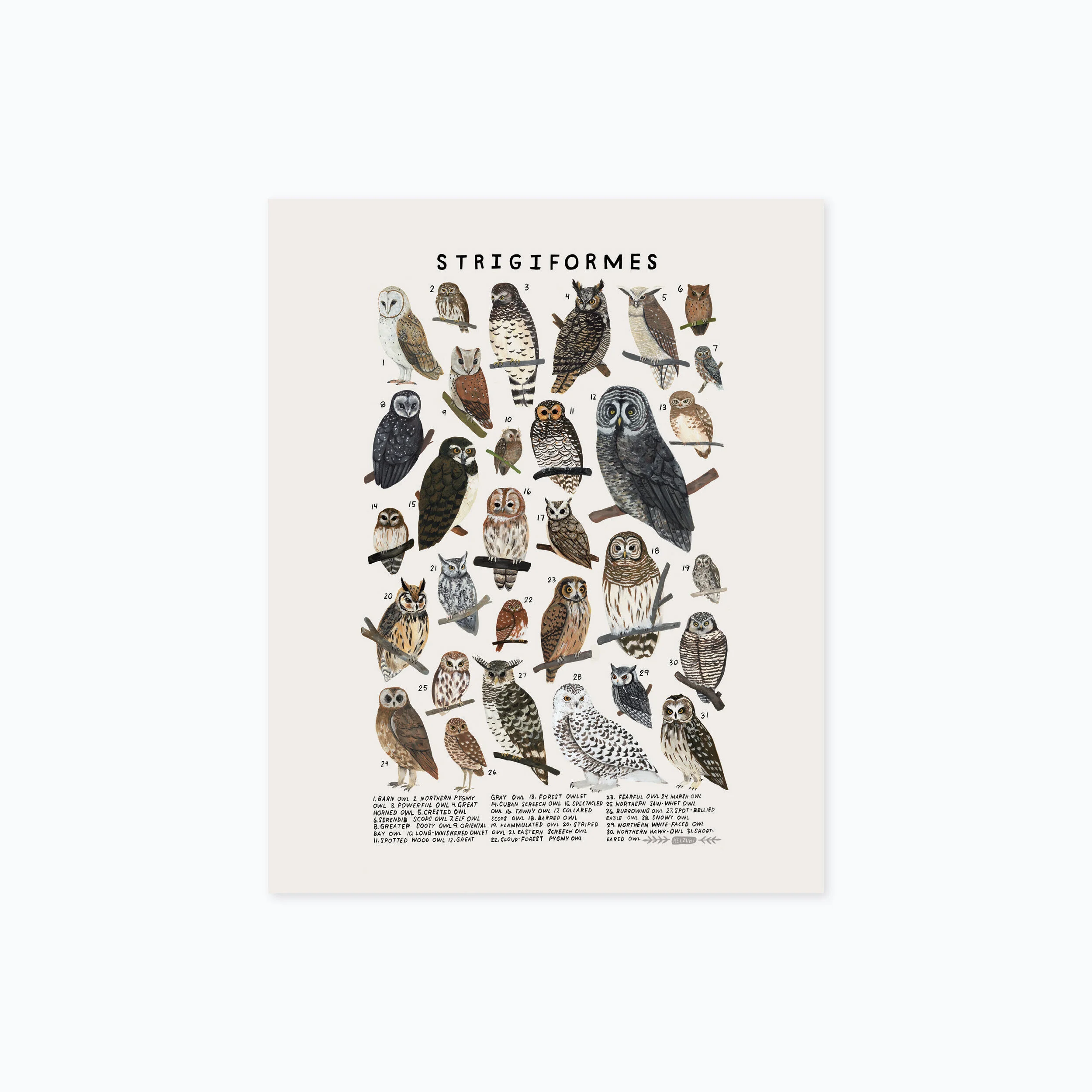 strigiformes 810 product photo.jpg