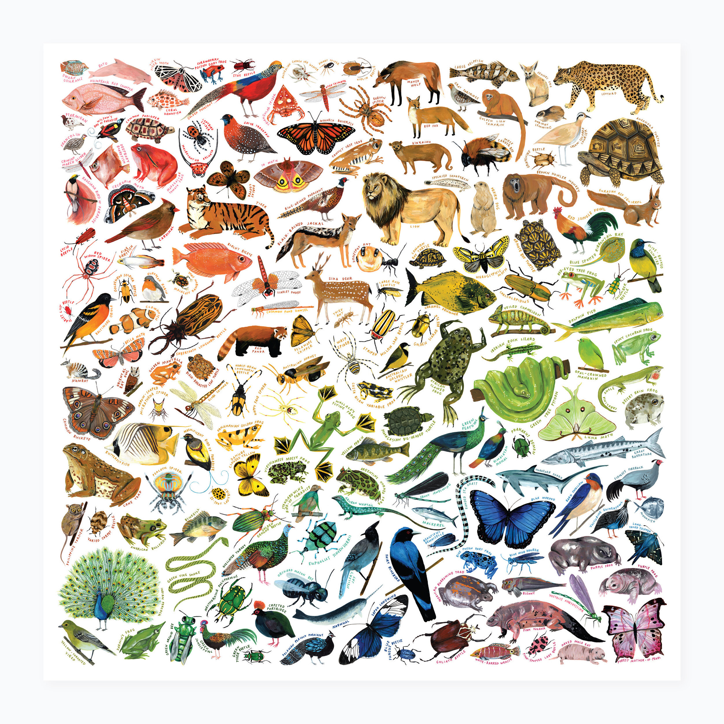 Rainbow of Animals print