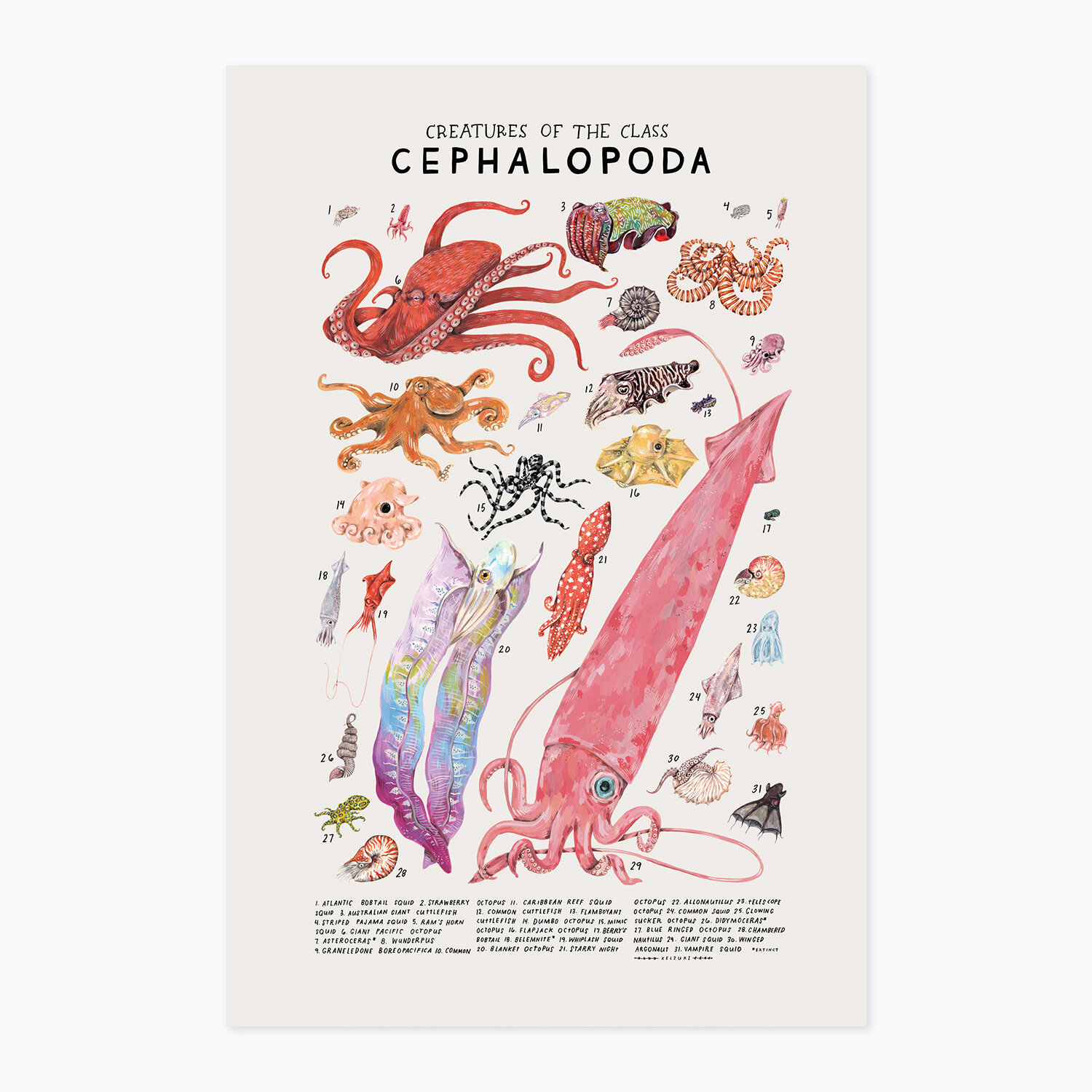 Cephalopoda print
