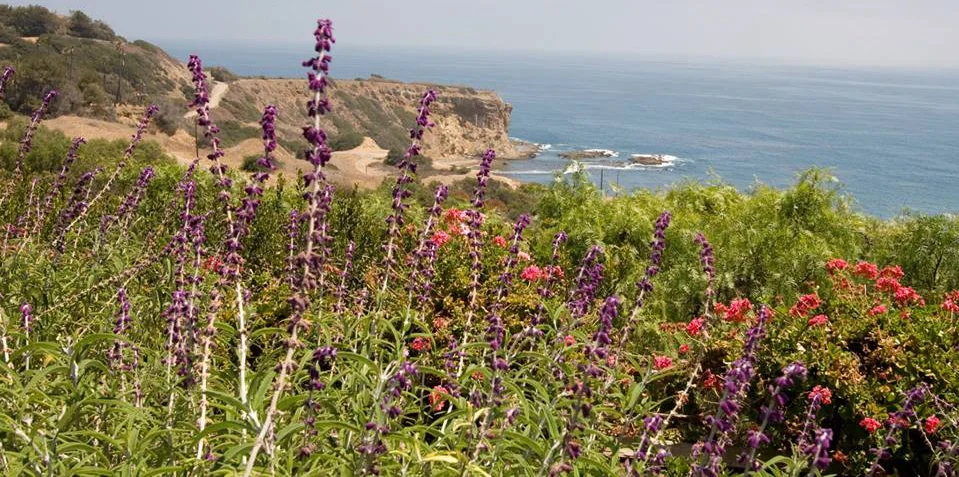 John-Novak-Palos-Verdes-Green.jpg