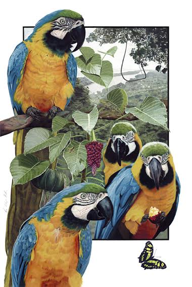 hurskin_eva_Blue_gold_macaws2.jpeg