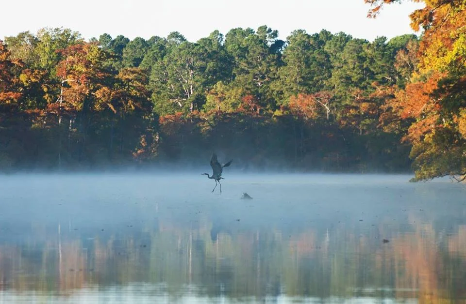 Louisiana Wild: A Special Evening with C.C. Lockwood