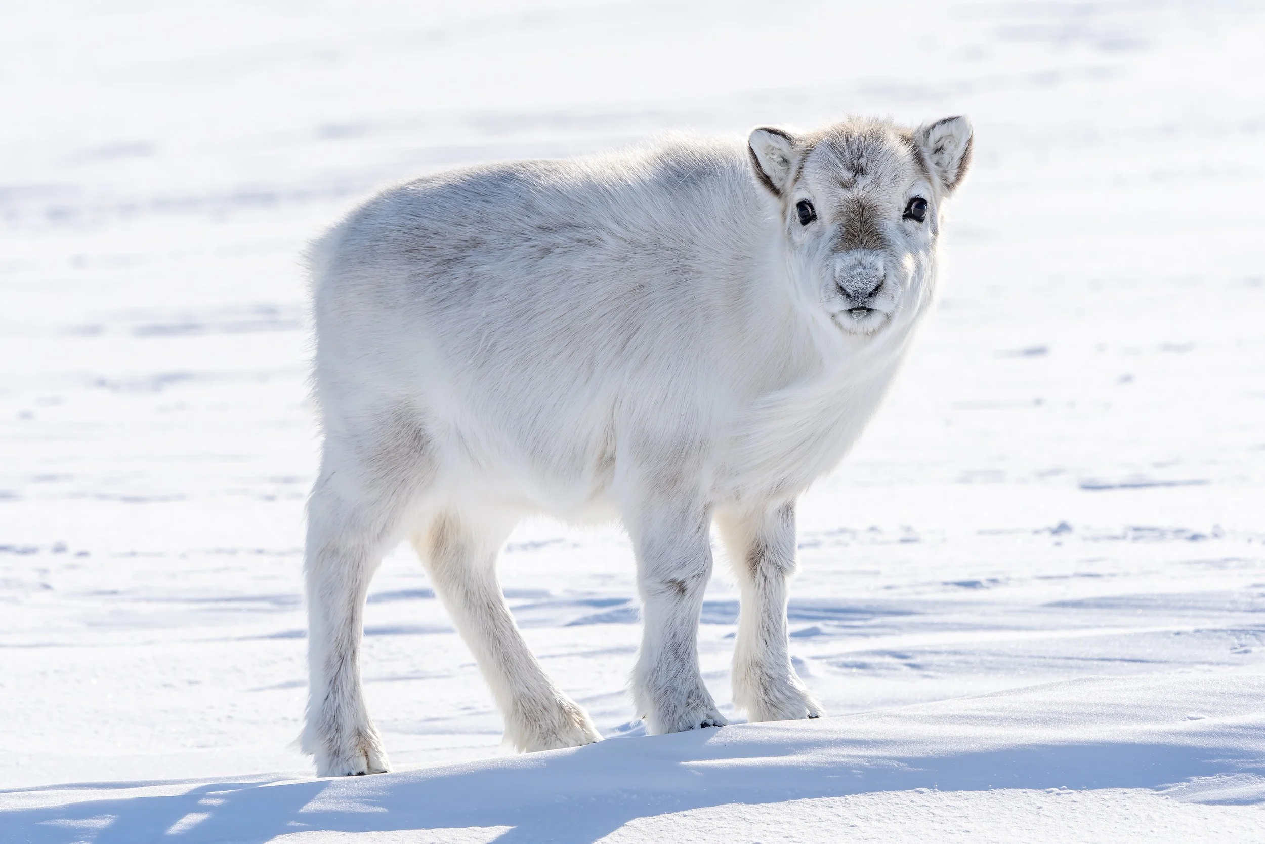 Reindeer Calf.jpg