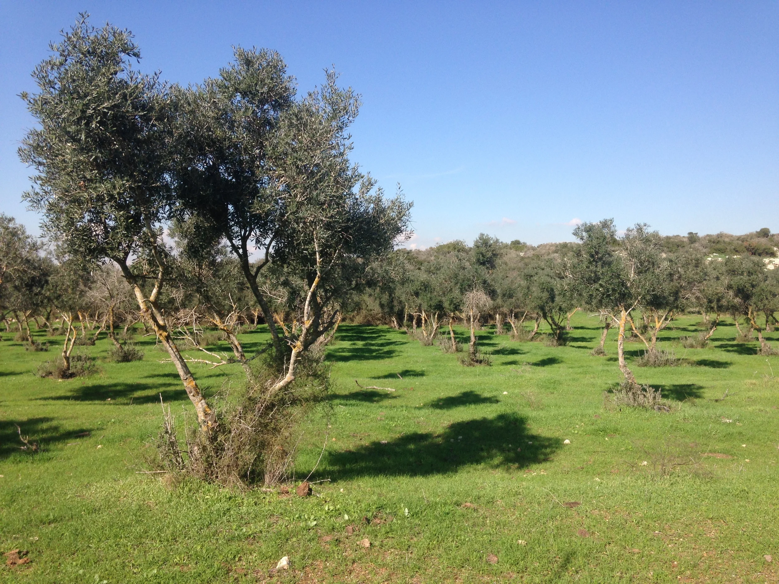 The green scenery around Beit Nir.