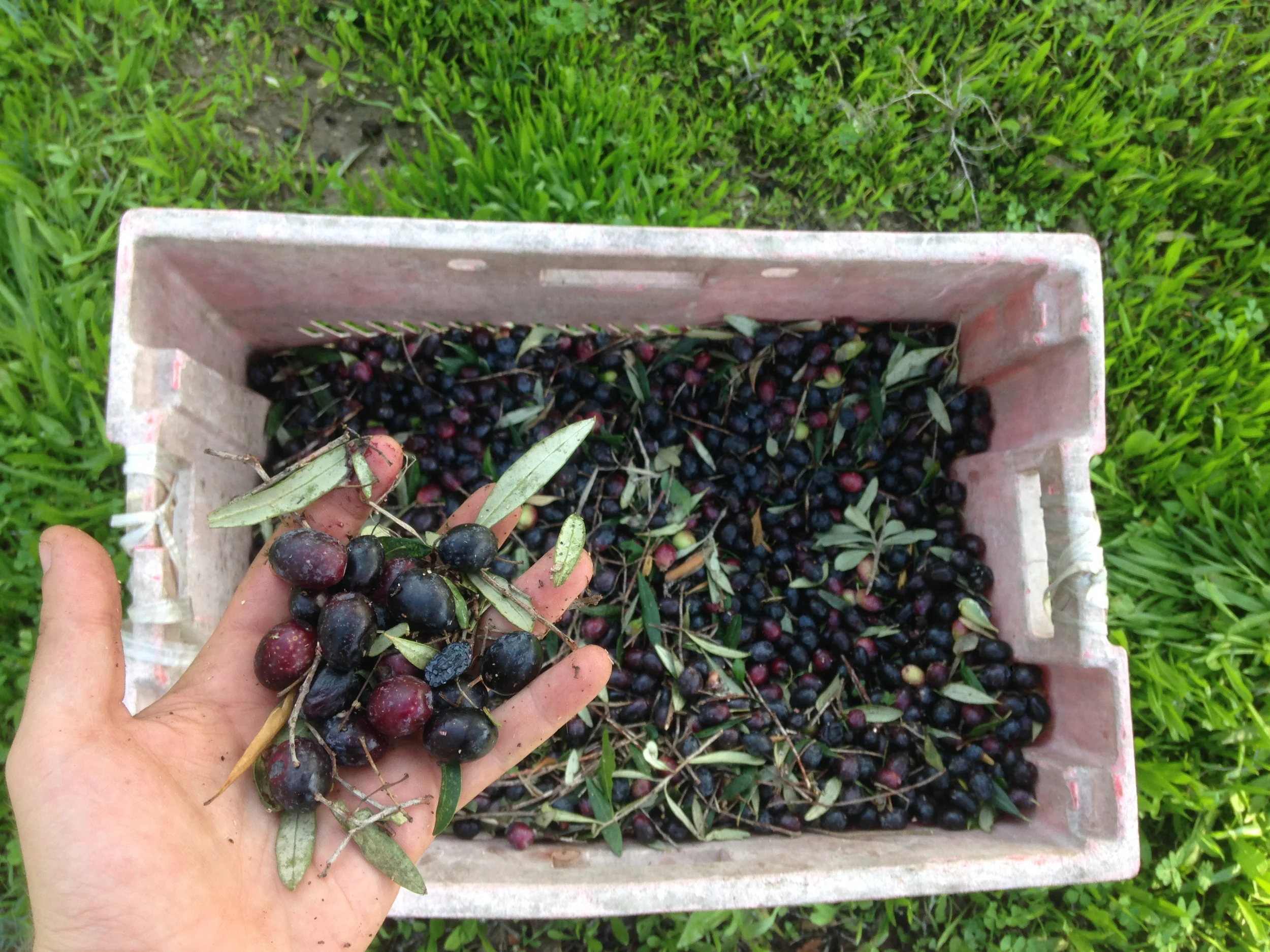 The Land of Olives and Hummus