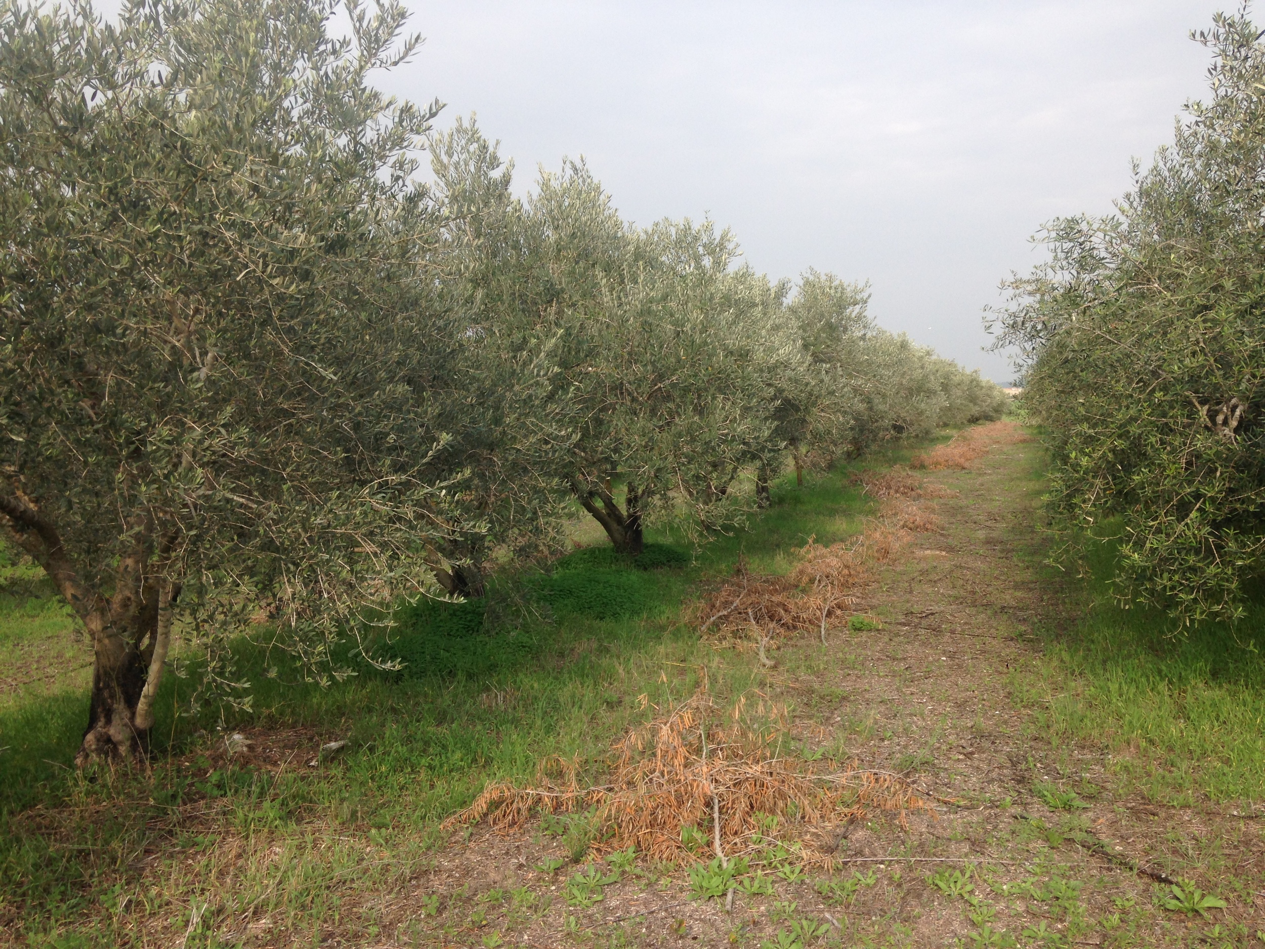  The path between two roads of olive trees at Gezer. 