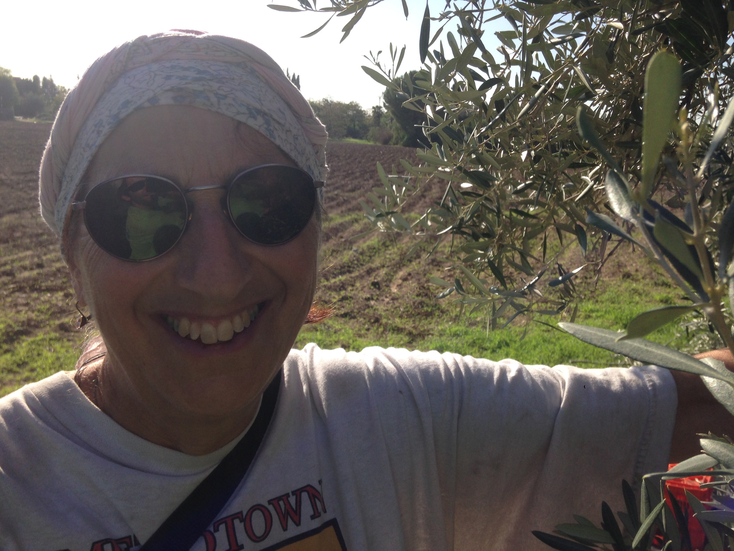  Ruth, and her husband Jan, used to be in charge of the olives in Gezer years ago. They return every year from Norway to lend a hand. She's amazing. 