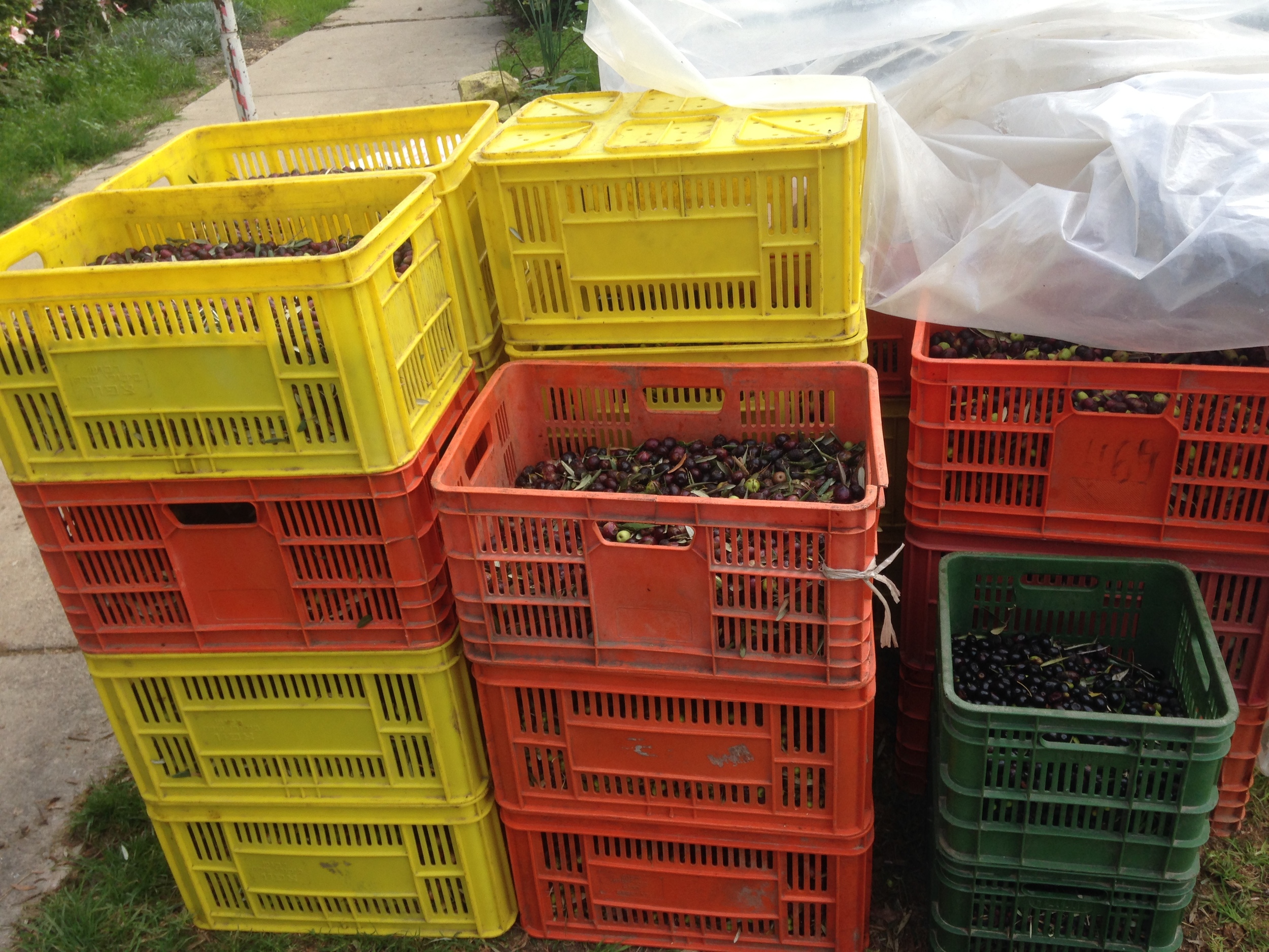  Boxes of olives for the orchard. 
