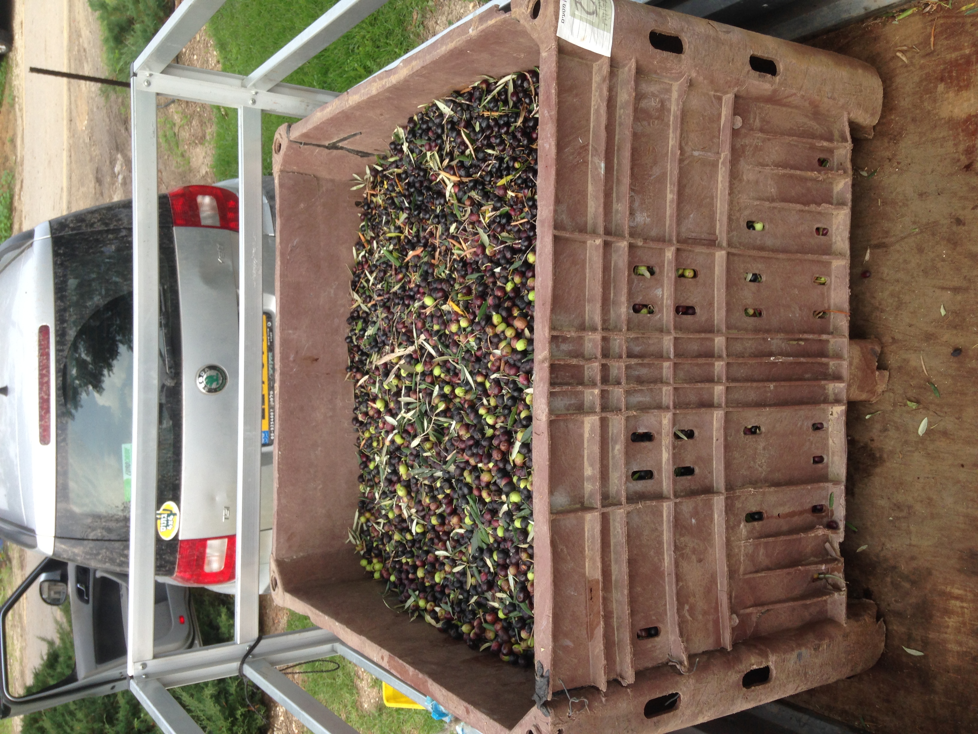  Olives loaded up ready to be taken to the olive press. 