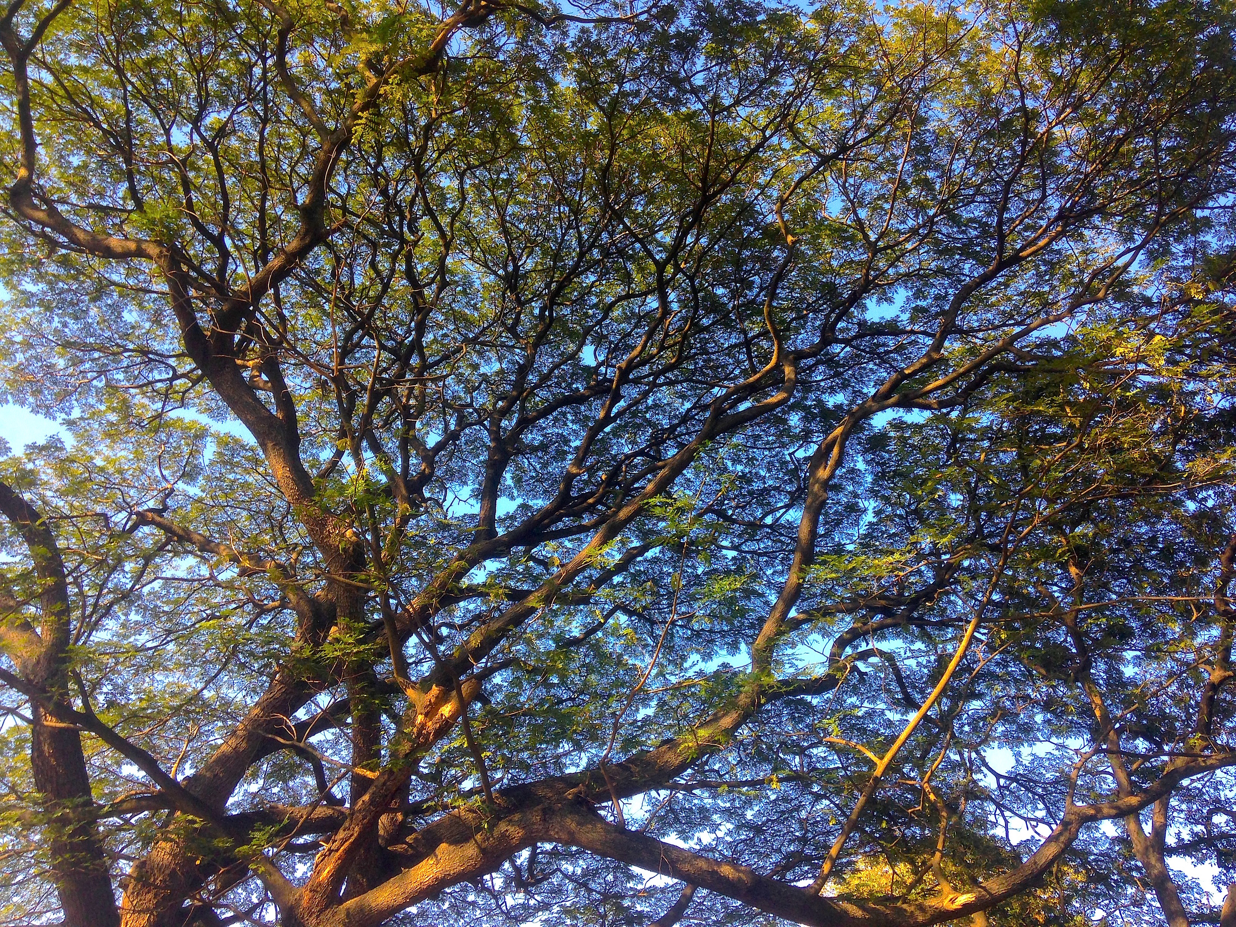 Beautiful branches in the Lalbagh Botanical Garden in Bangalore. 