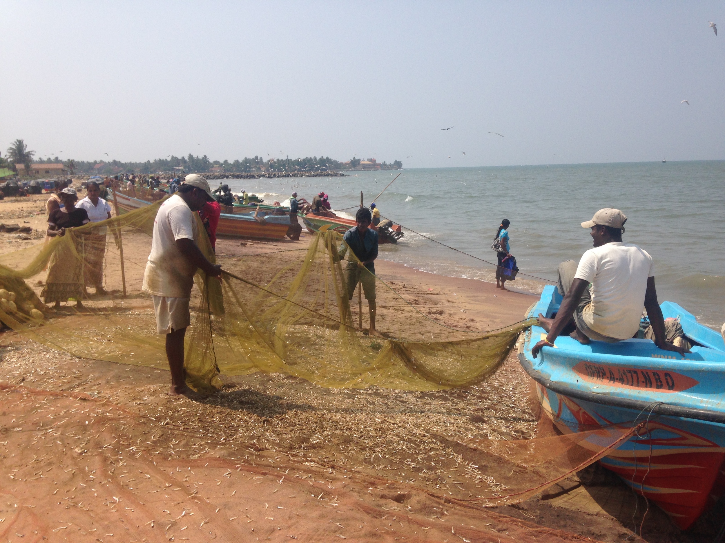  Flinging fish off the nets on shore. 