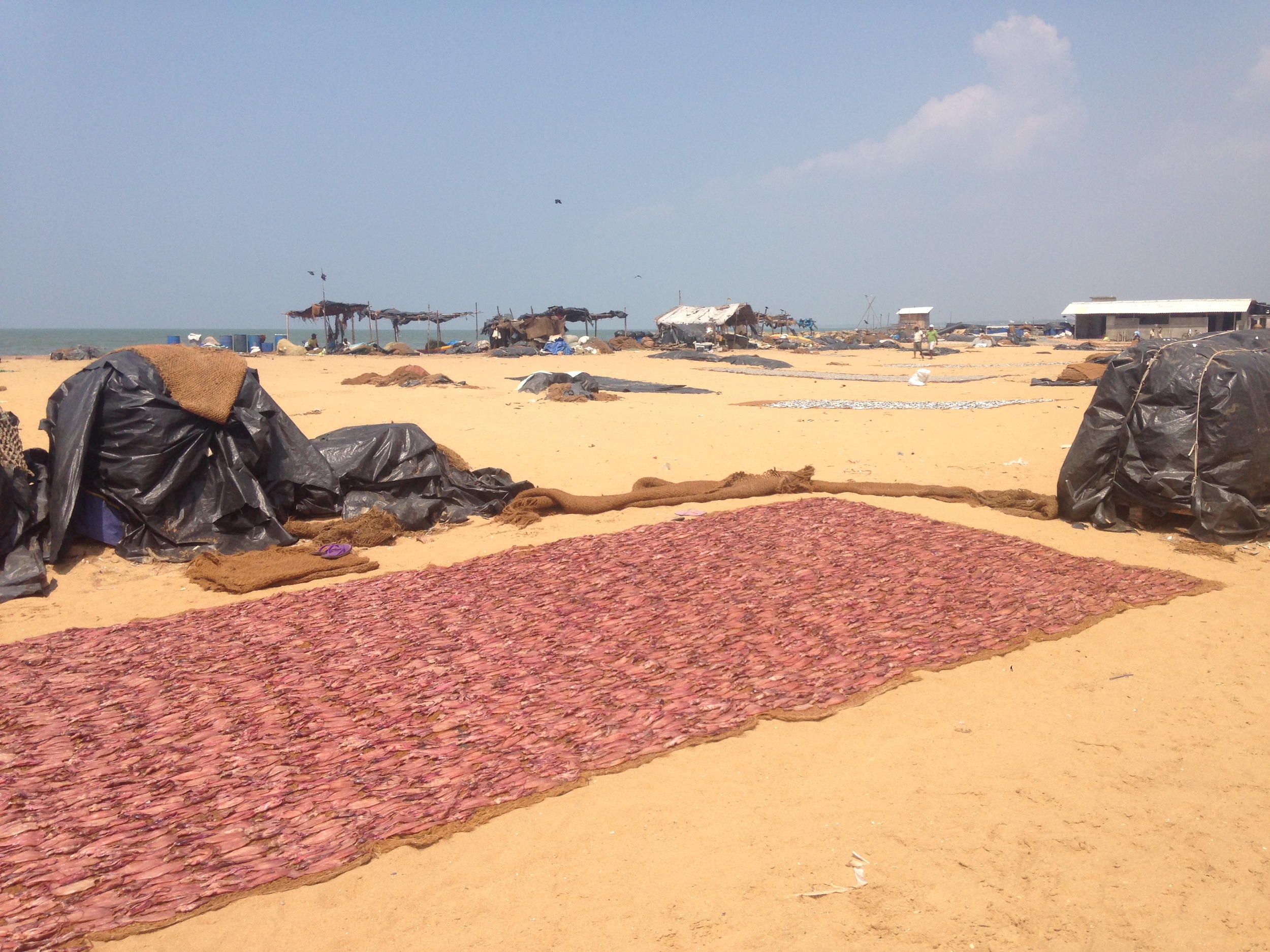  Cuttlefish drying. 