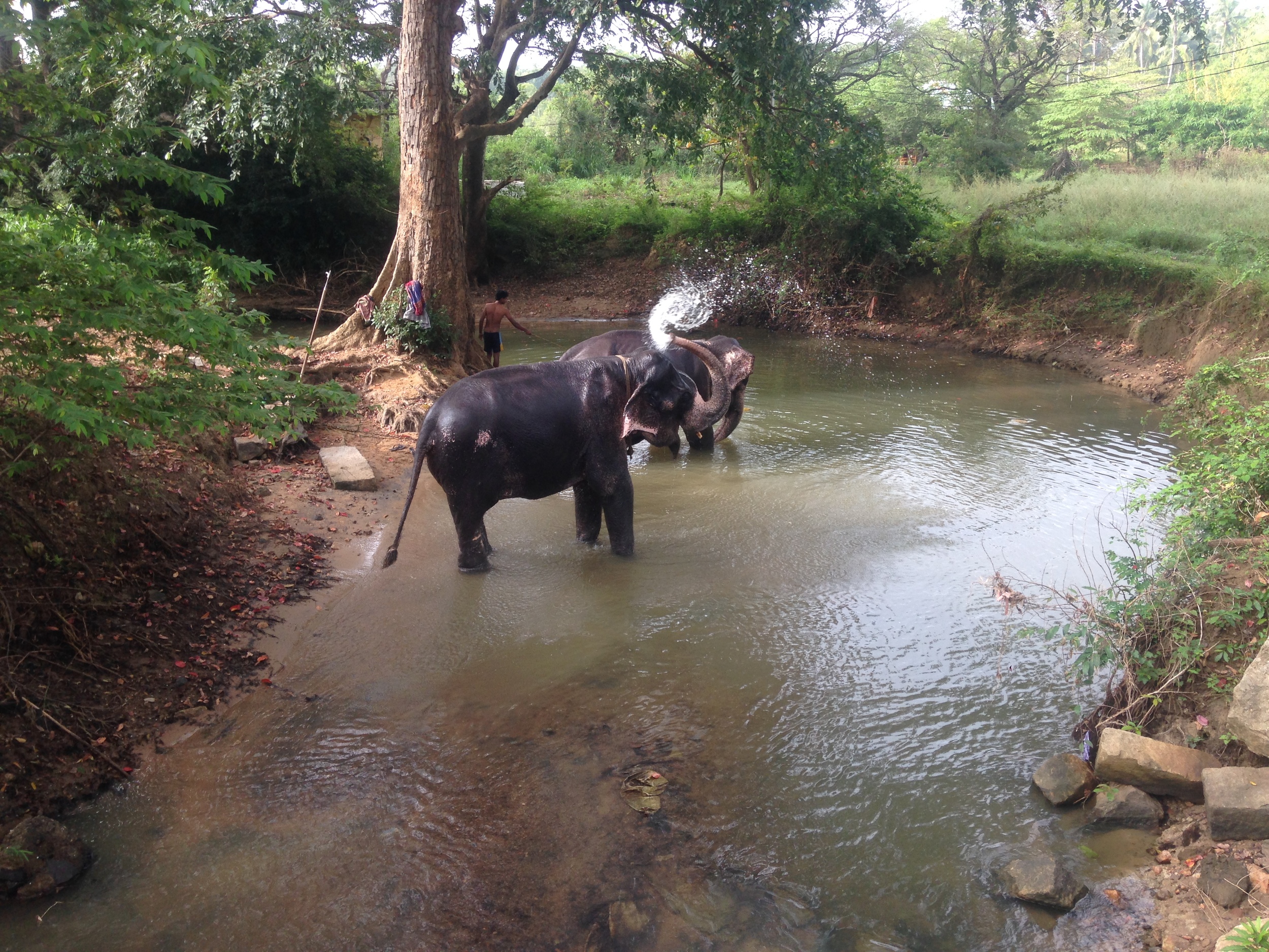  Elephants bathing in a stream. 