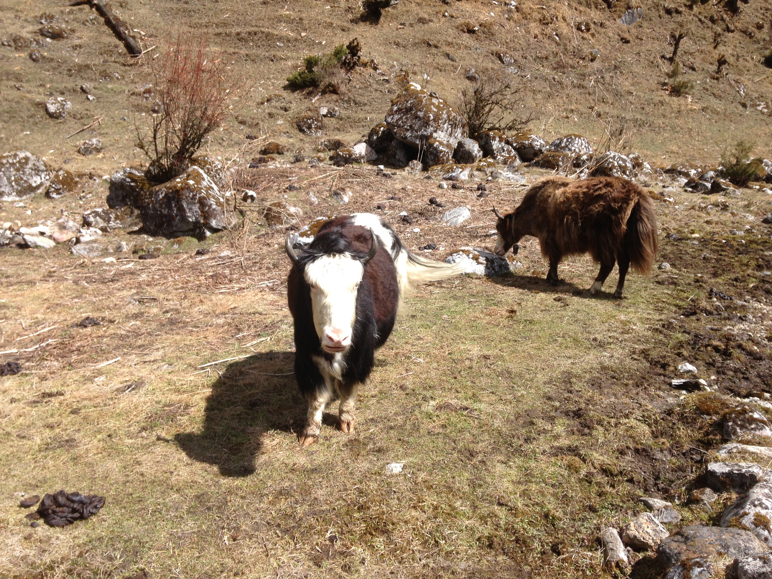  YAKS 