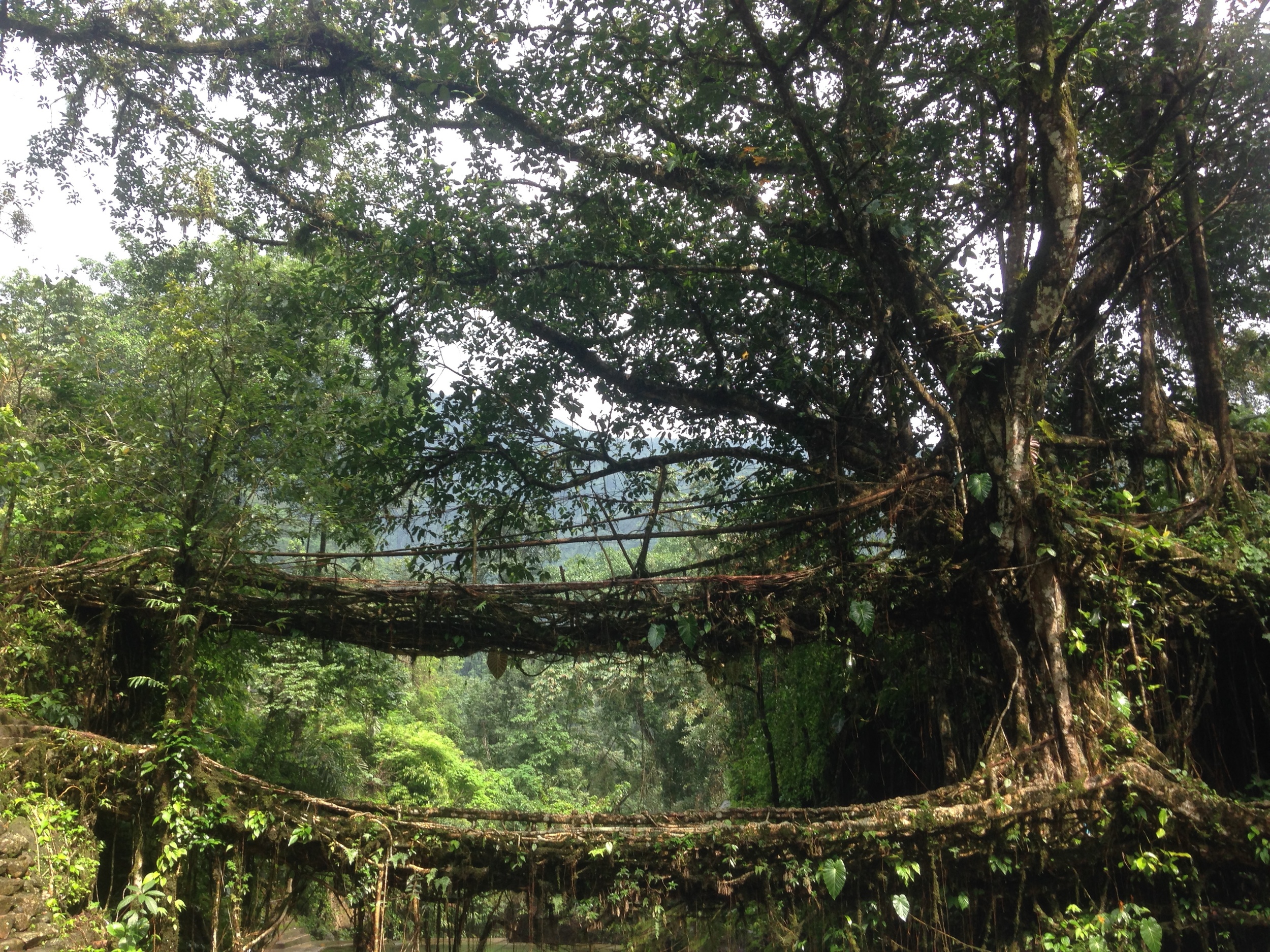 The double decker tree root bridge.