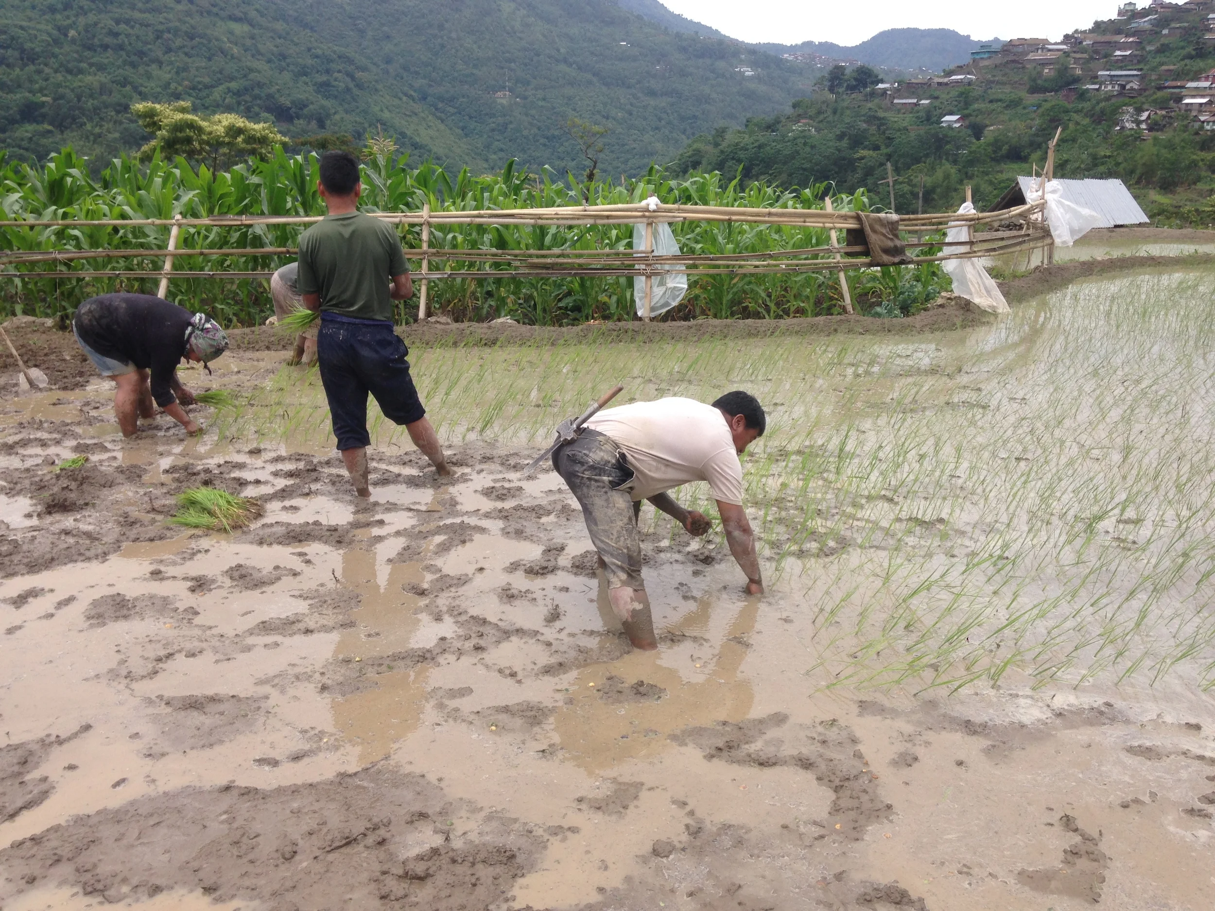 Villagers planting rice.
