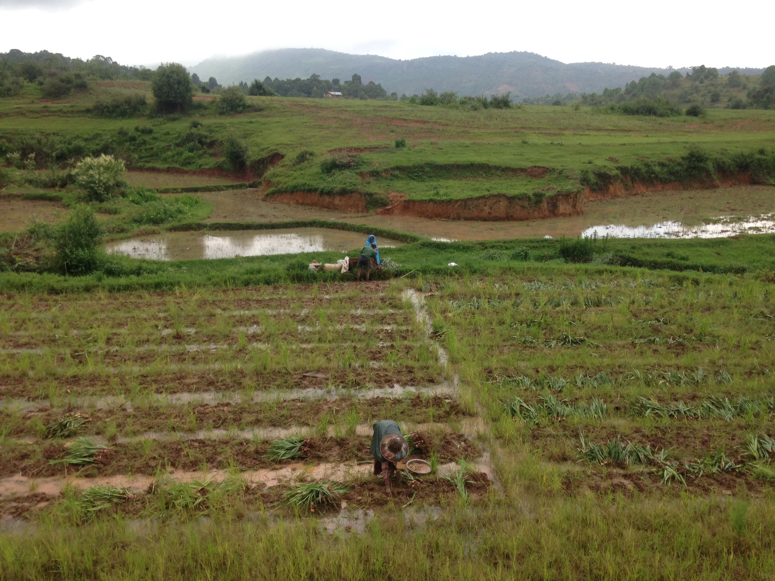 Farmland and rice paddies between Kalaw and Inle Lake.