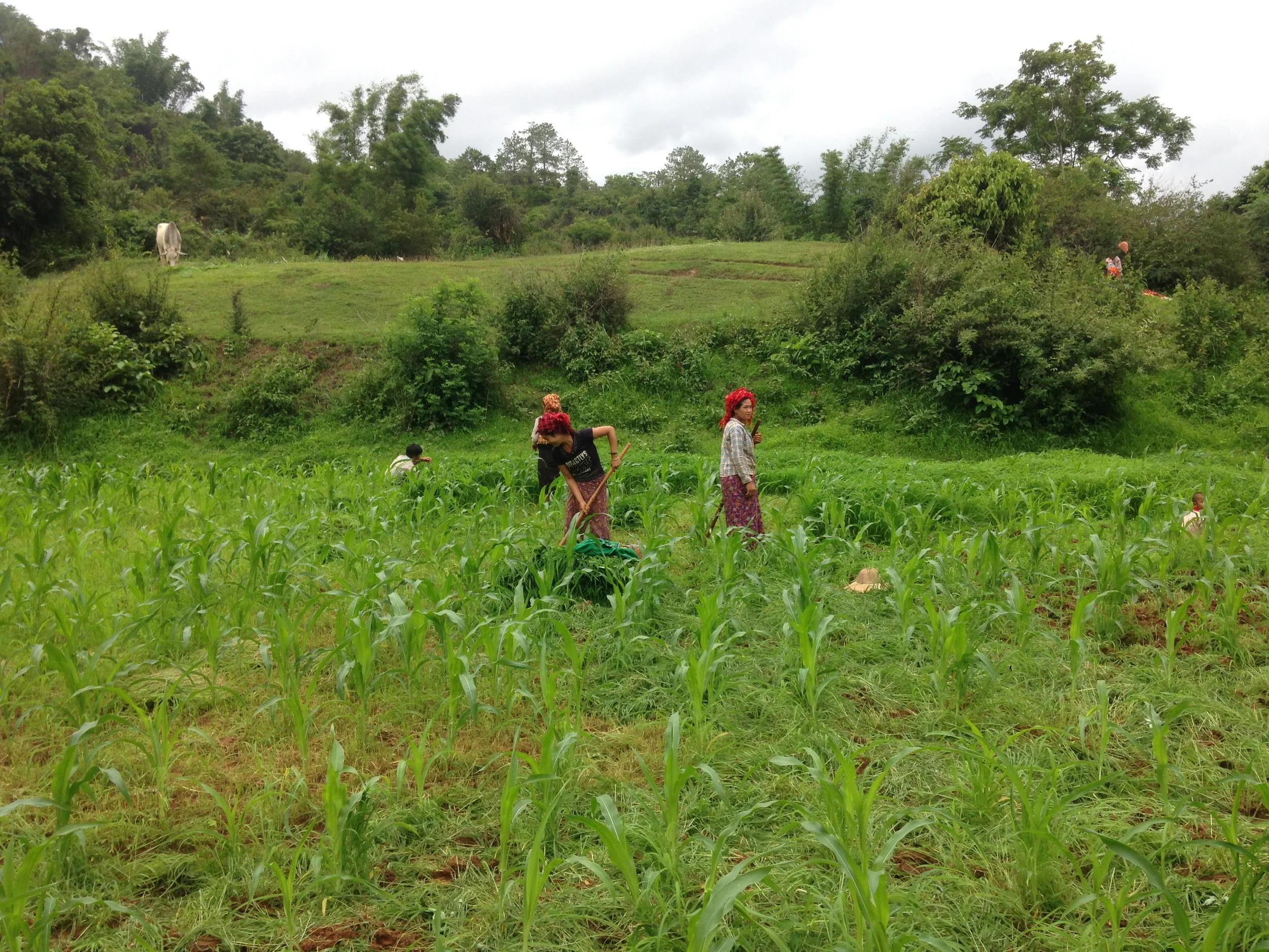 Local women working in the fields.