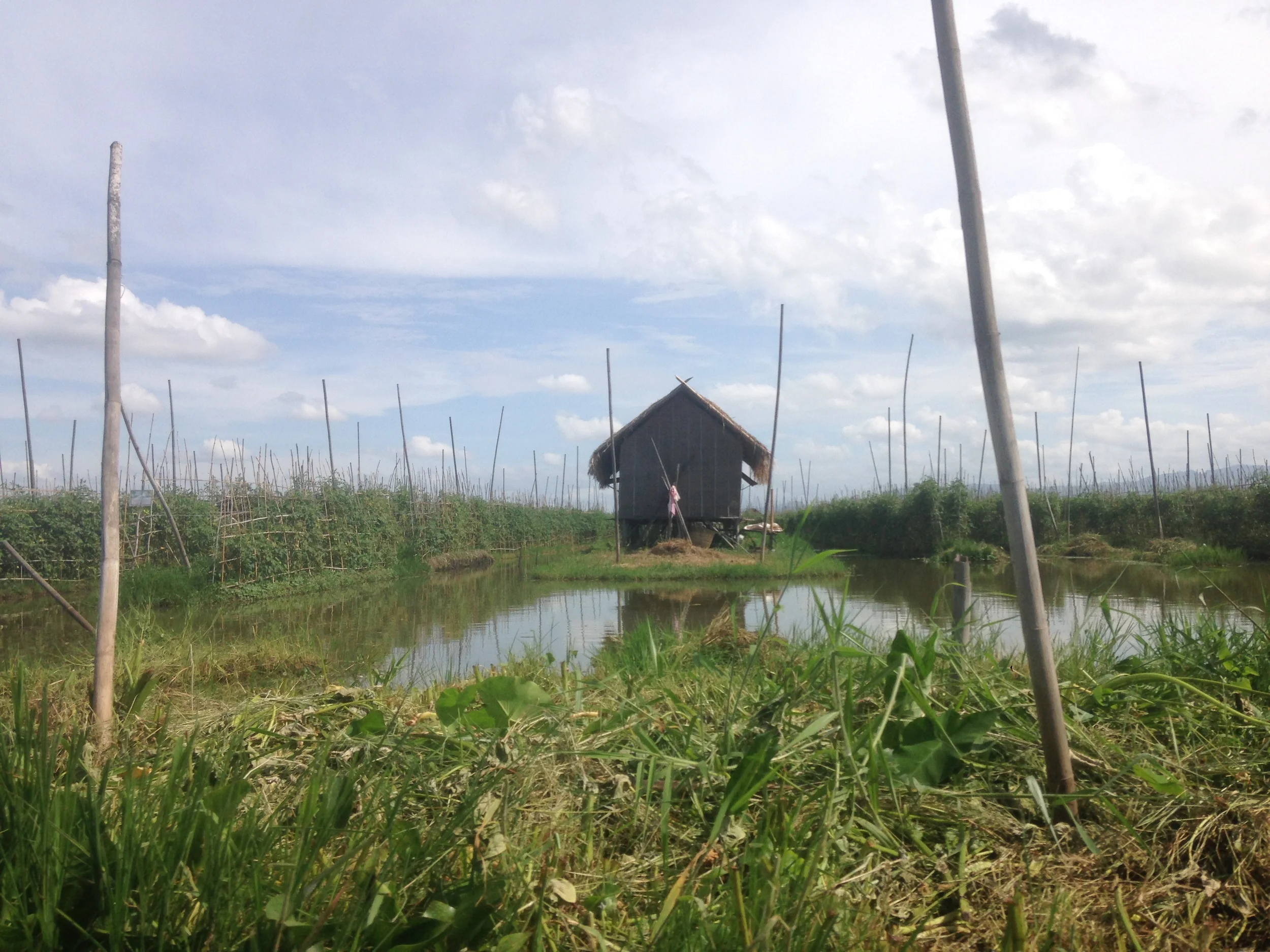 Floating gardens beside a famers hut.