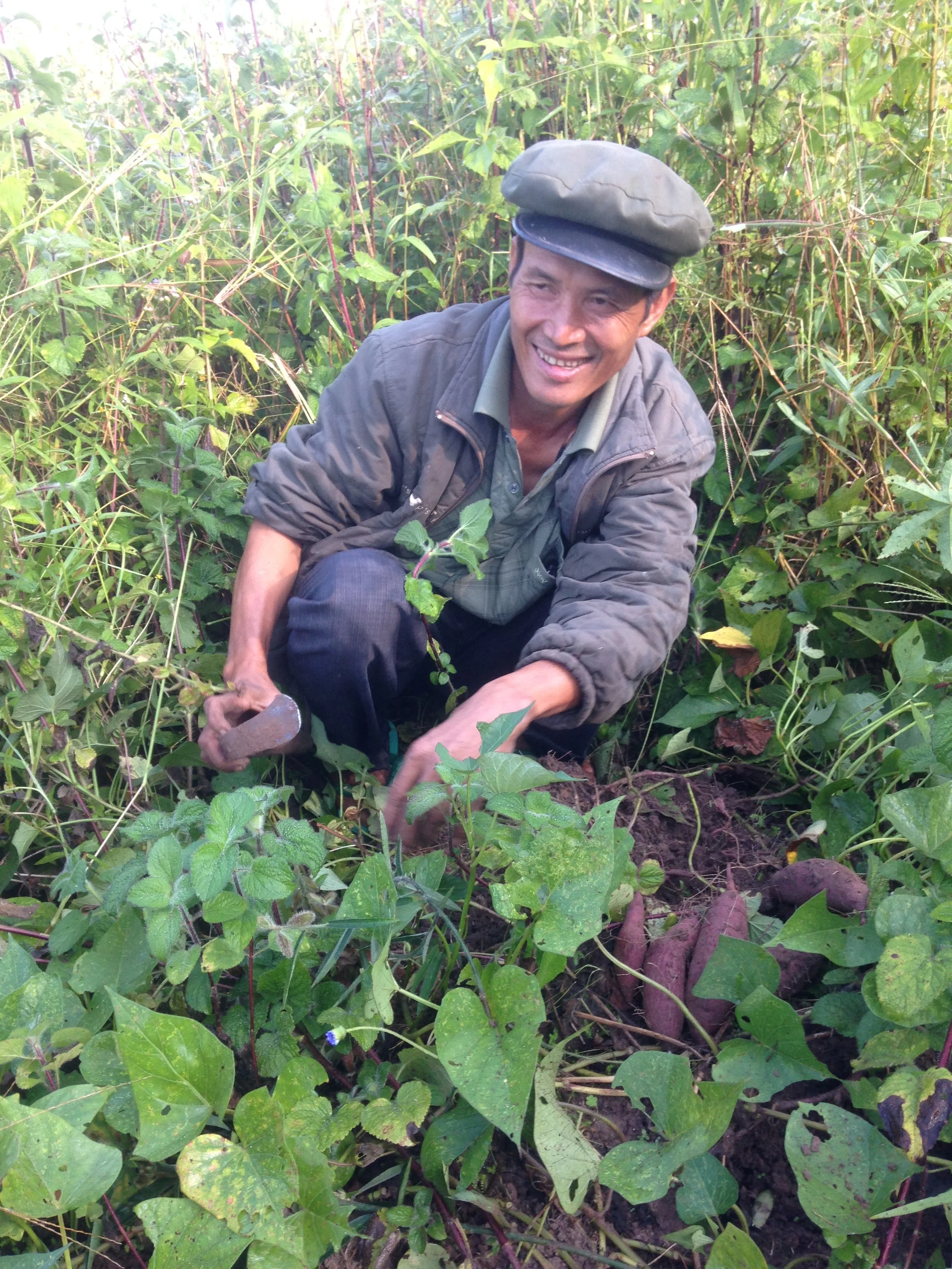 Digging for sweet potatoes with Chief Siton
