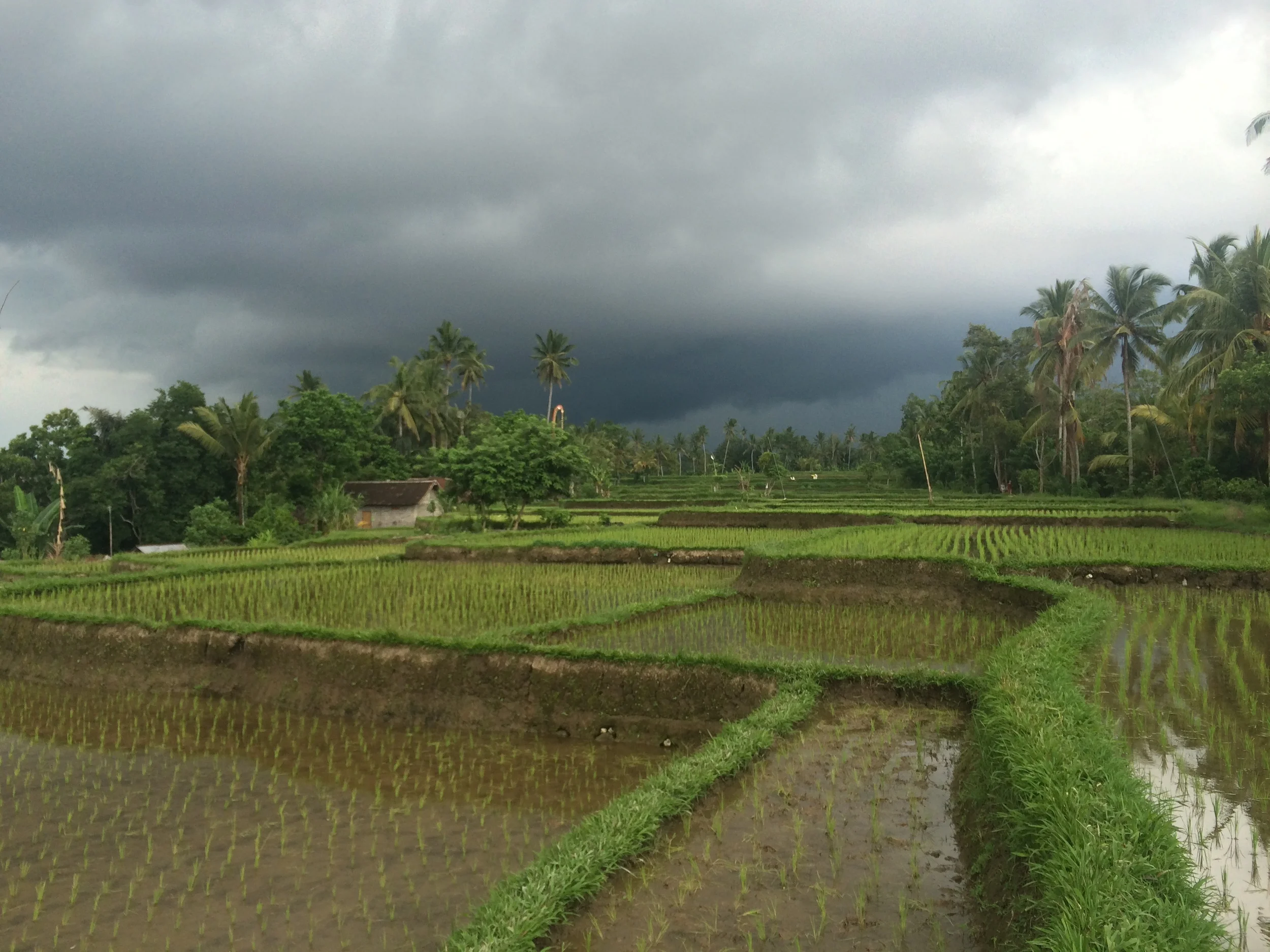 Lovely rice paddies that look freshly planted