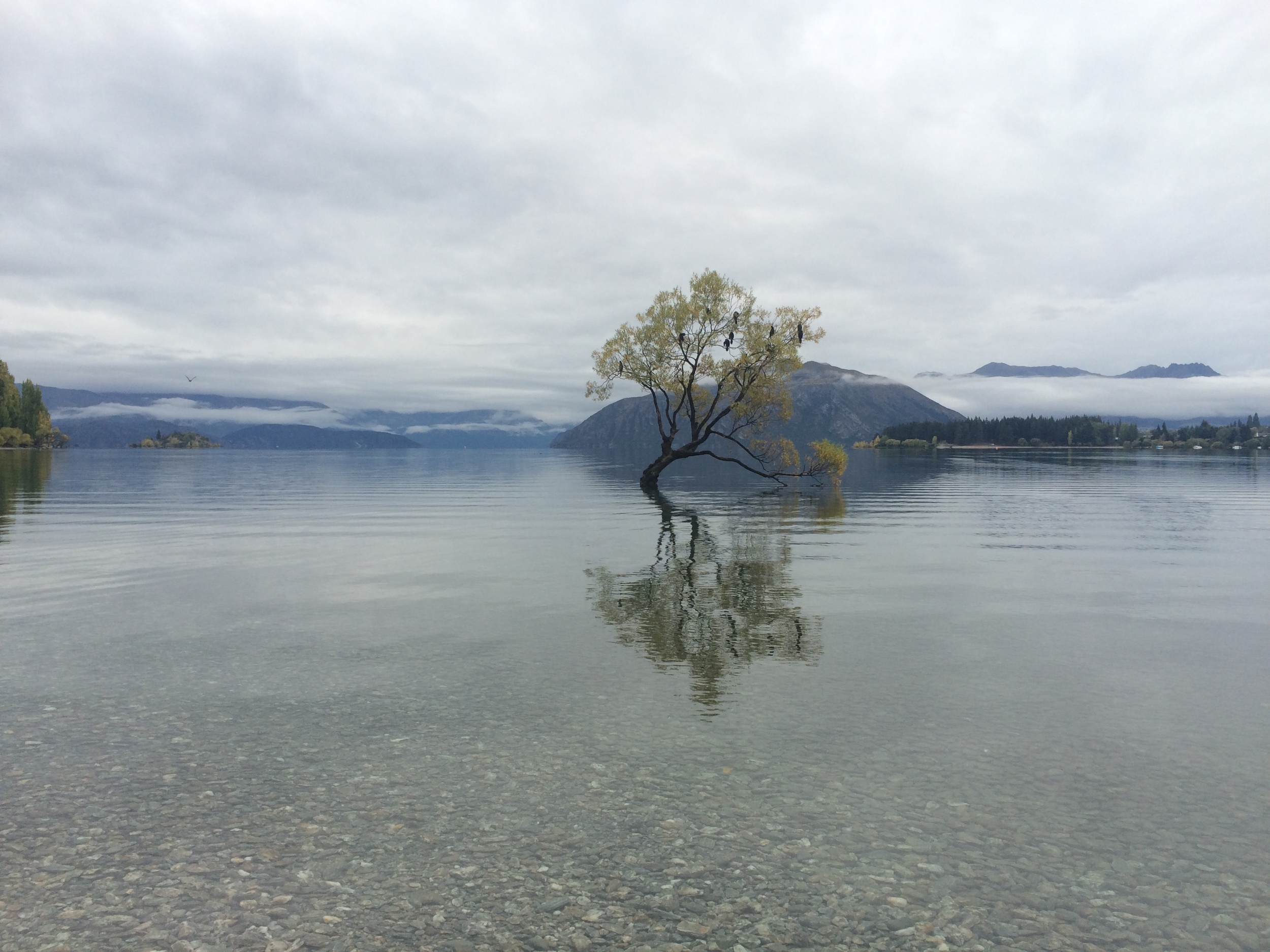 Lone tree at Lake Wanaka