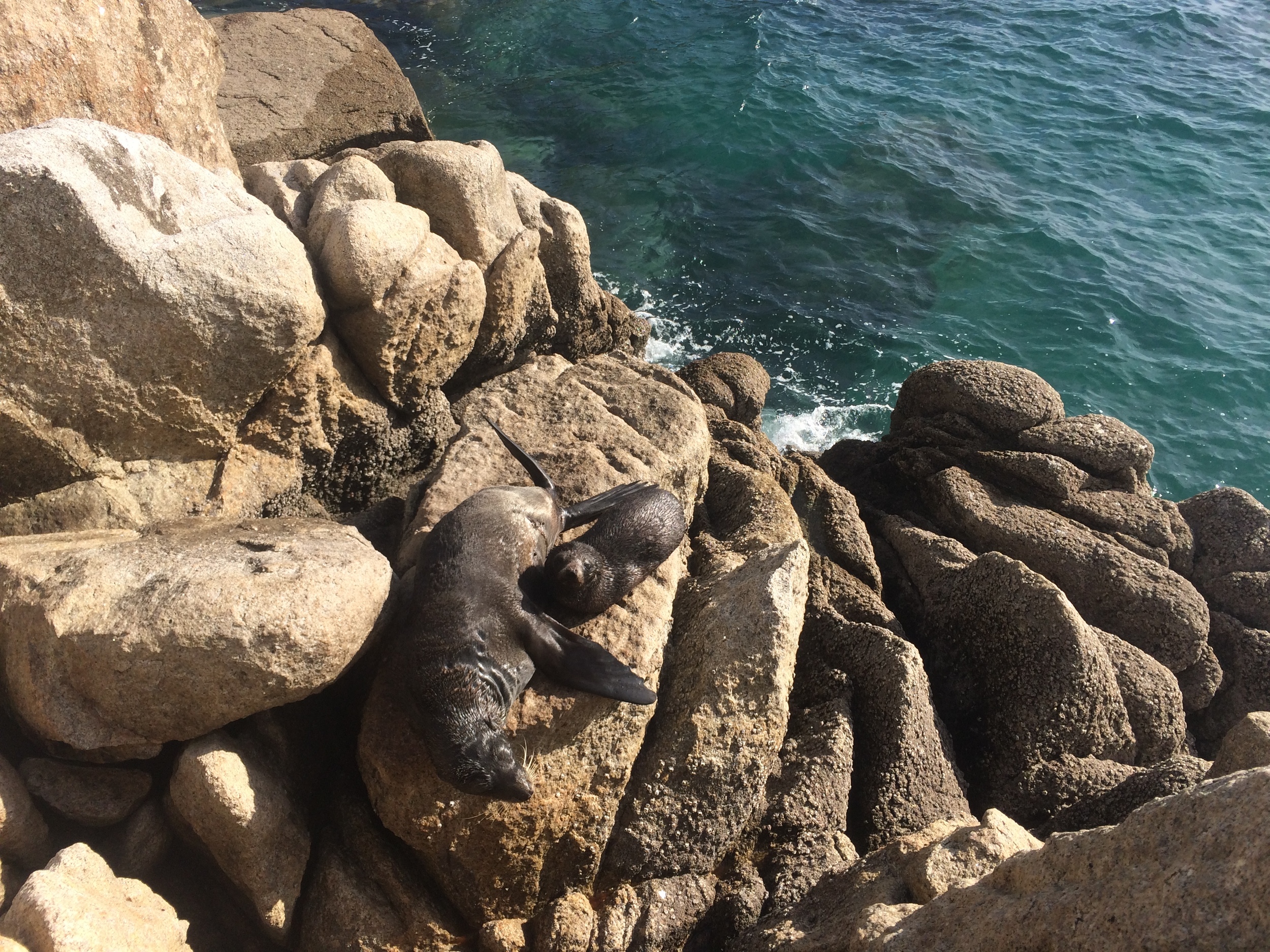 Seal pup nursing at Separation Point