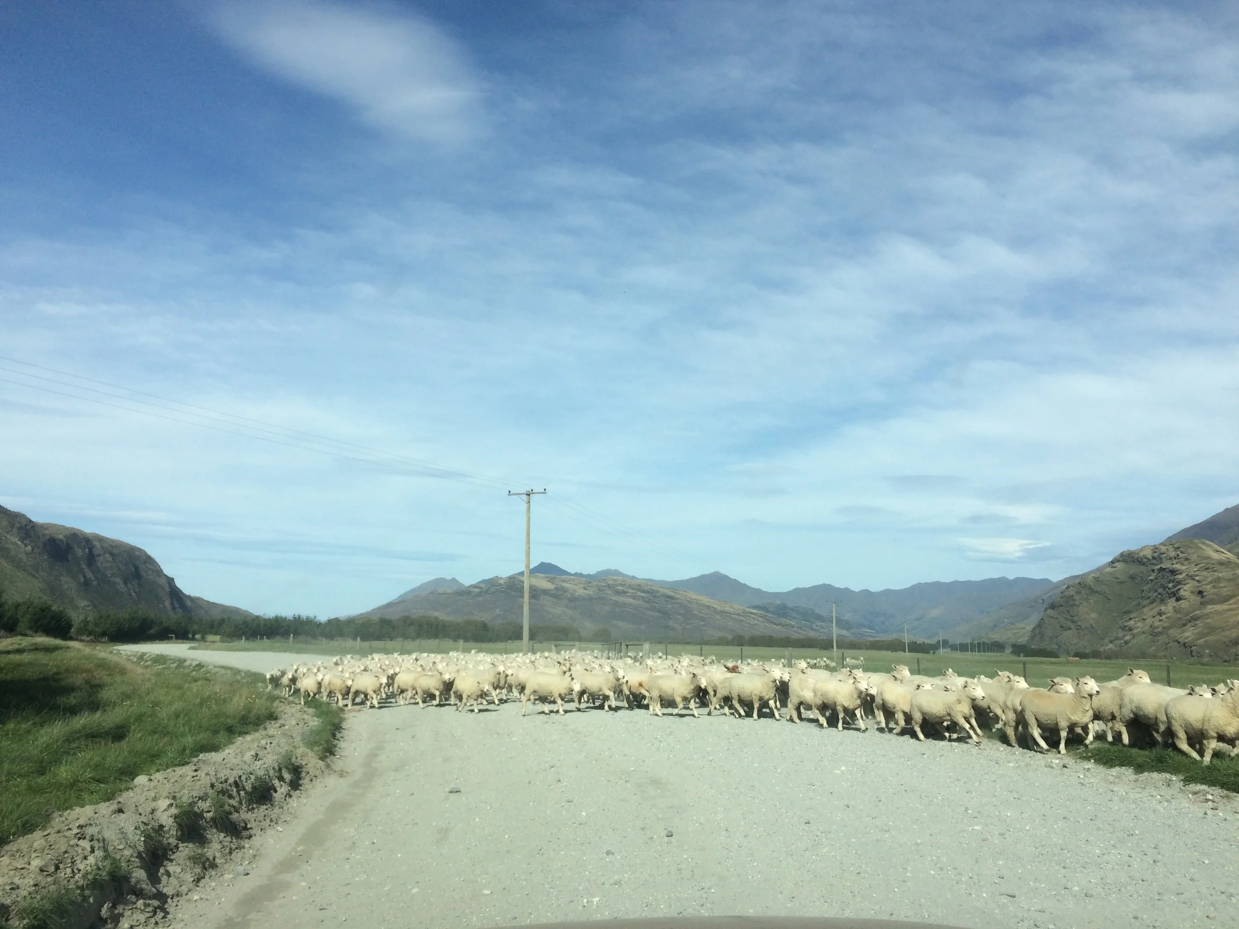 You can't forget about the sheep in New Zealand, they are everywhere!