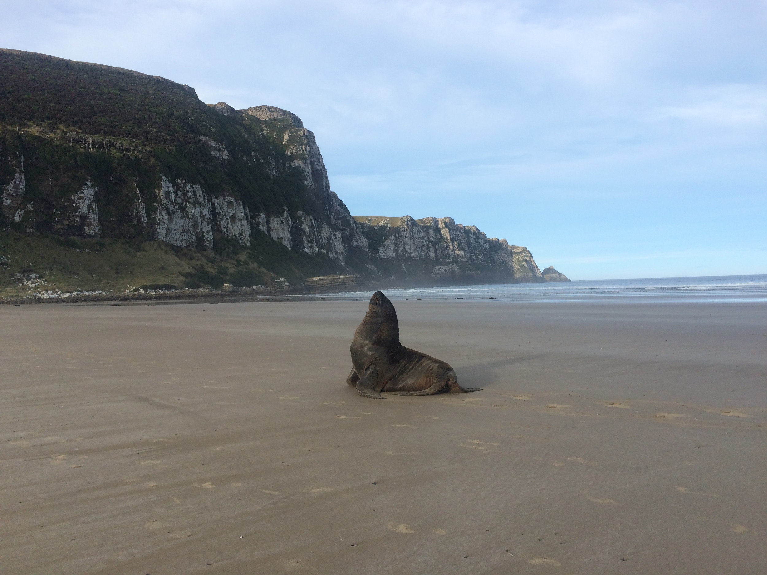 Posing Sea Lion