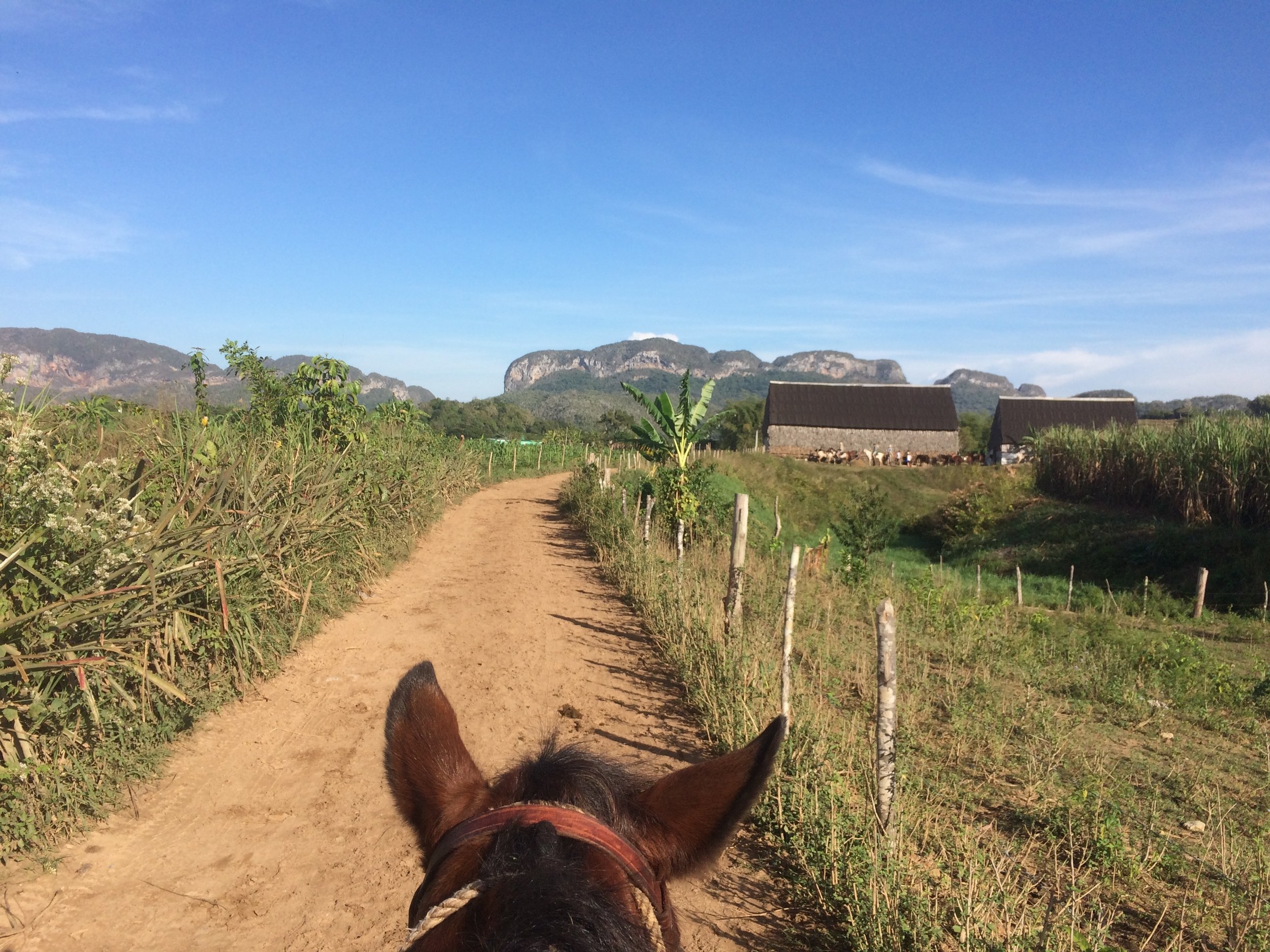 Horseback in Viñales