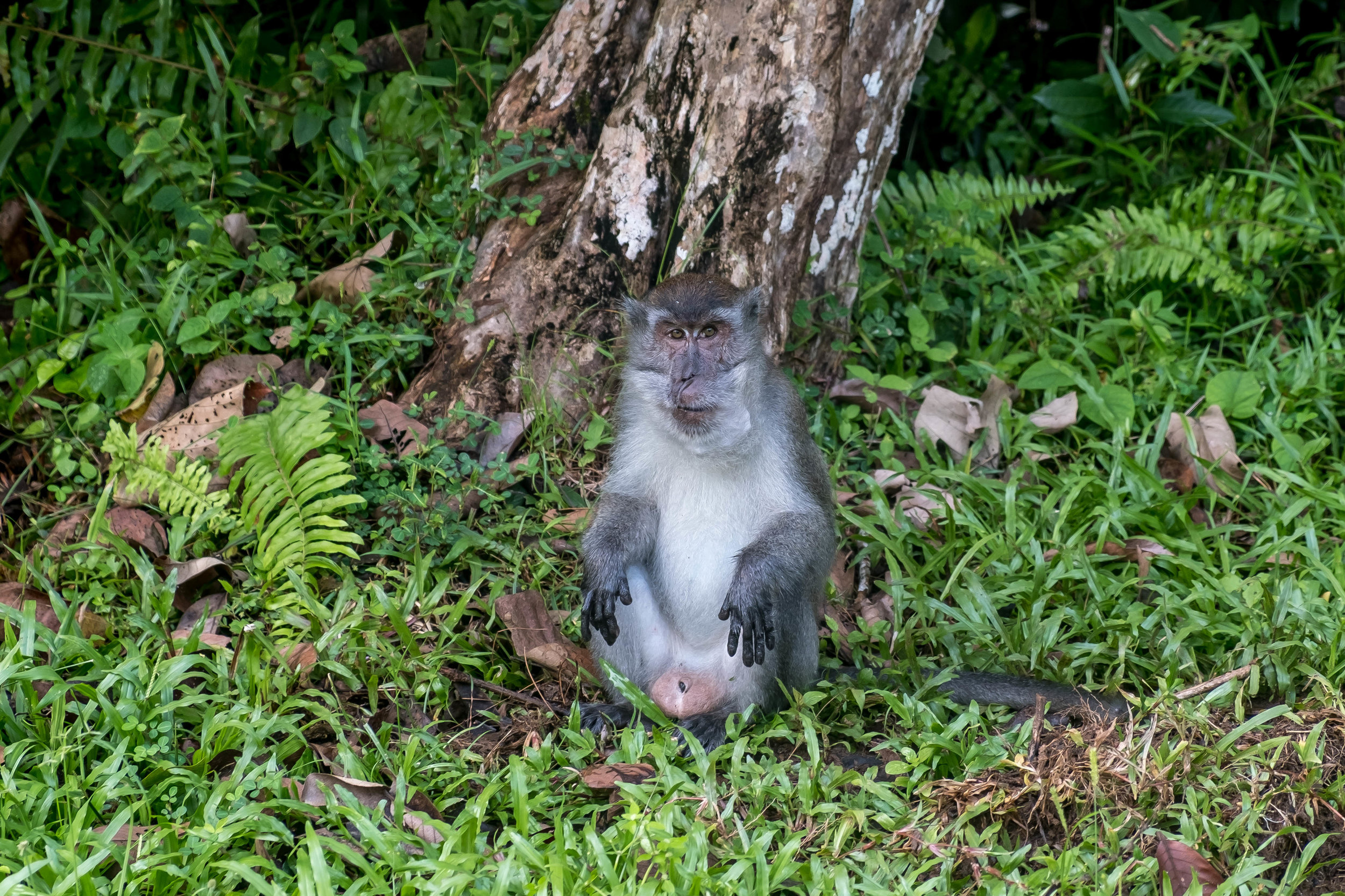  Long-tailed macaque before he attacked me 