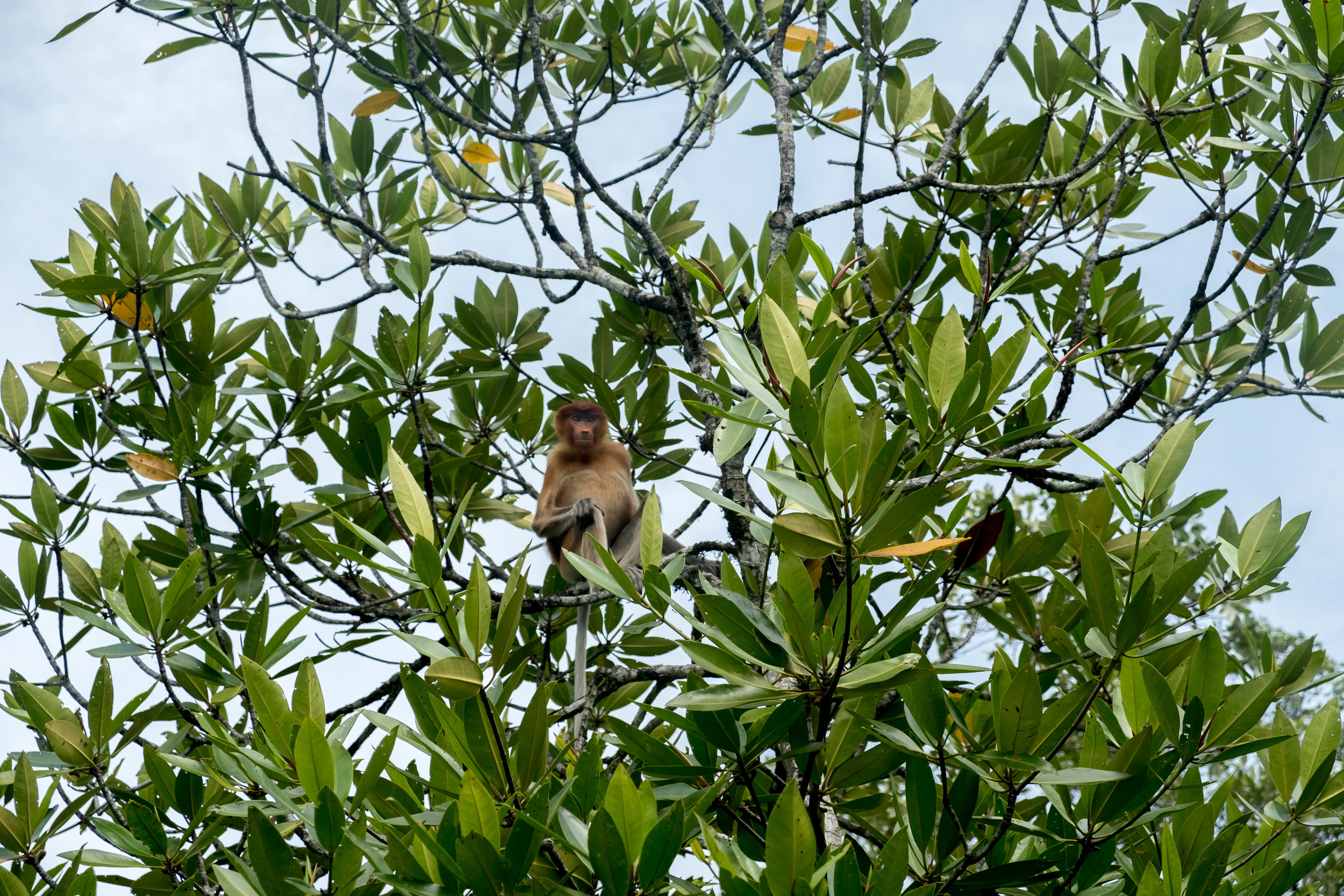 Baby Proboscis Monkey 