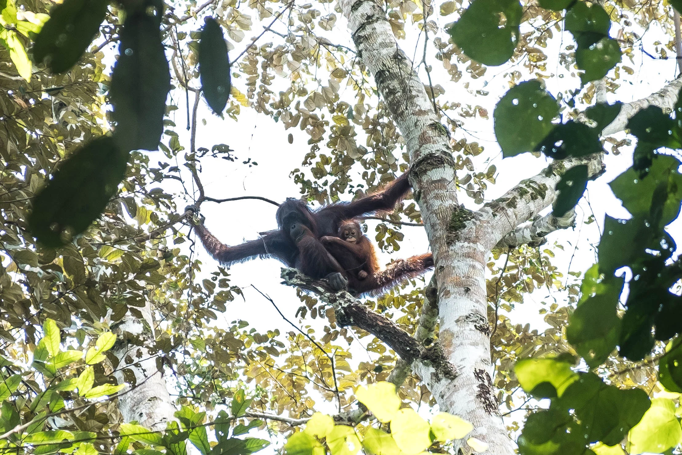 Orangutan mother and child